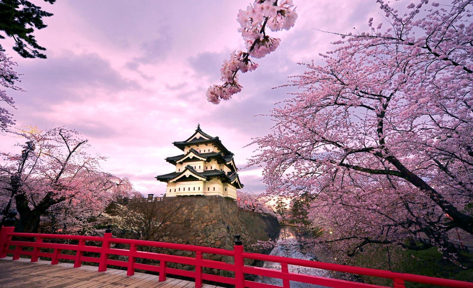 日本 桌布 壁紙 — 一座傳統日本城堡在粉紅色暮色天空下靜靜矗立，被盛開的櫻花和一座鮮紅色的橋樑環繞。