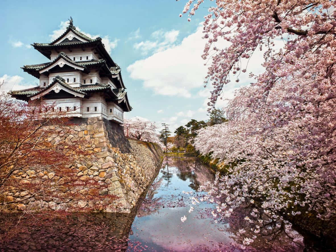 櫻花 桌布 壁紙 — 一座傳統日本城堡矗立在石牆和護城河旁，盛開的粉紅櫻花在明亮的藍天下框住它。
