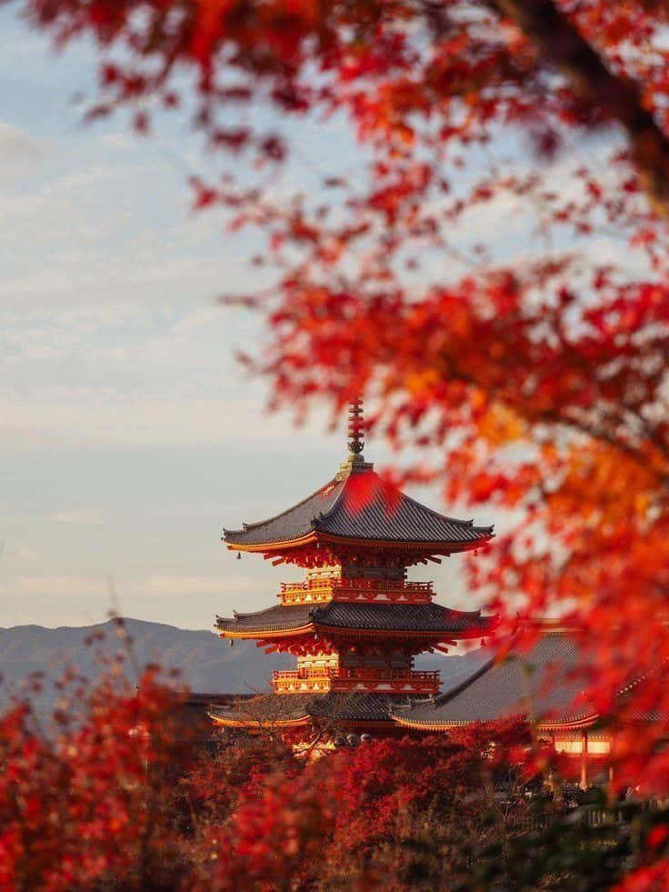 Beautiful Autumn 桌布 壁紙 — 一座傳統日本寶塔，被鮮紅的秋葉環繞，映襯著柔和天空。