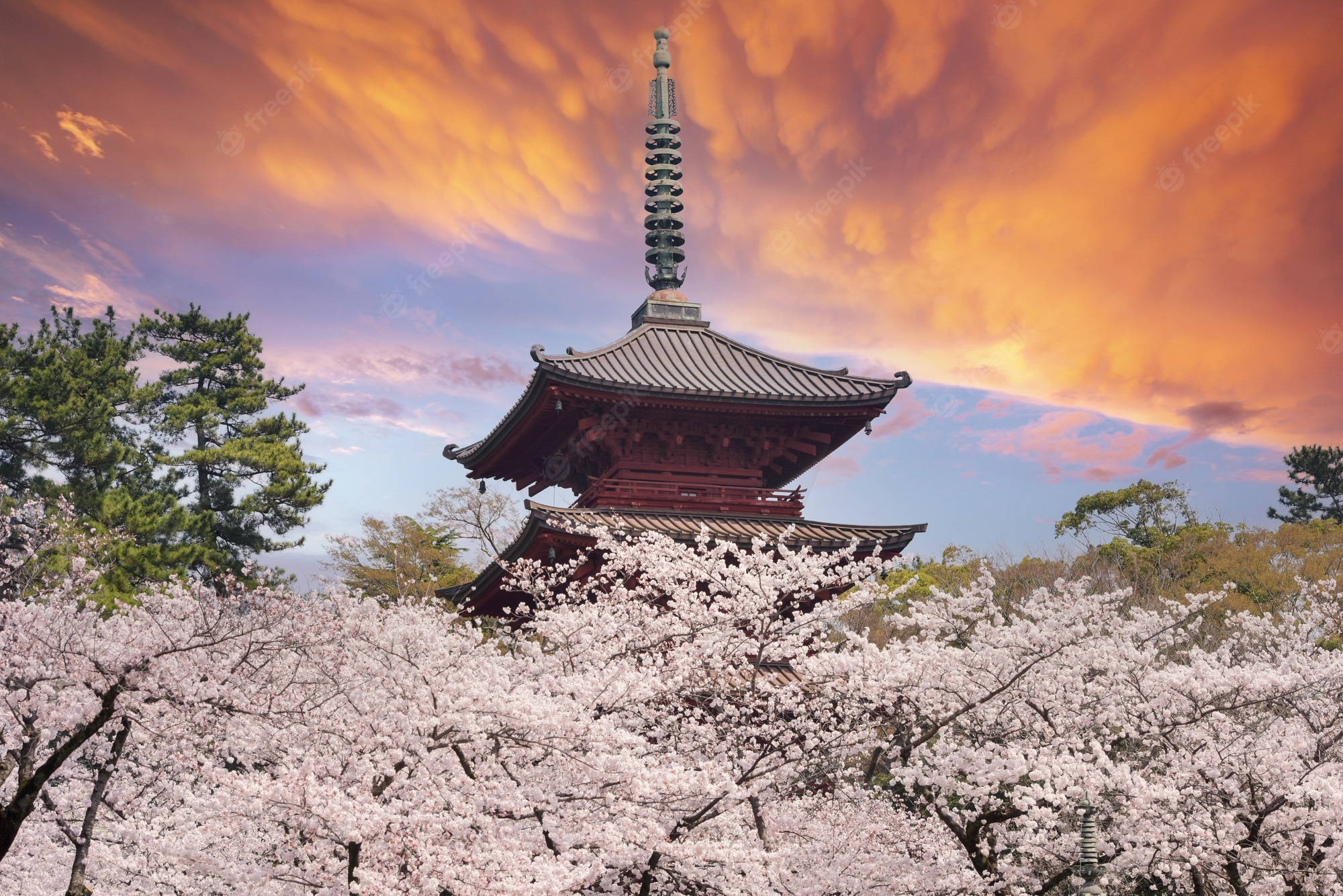 櫻花 桌布 壁紙 — 一座傳統日本寶塔在熾熱的夕陽天空下，從盛開的櫻花海中升起。