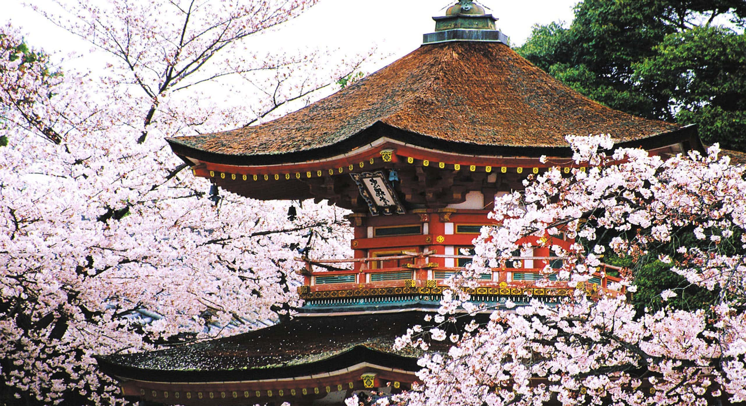 日本 桌布 壁紙 — 一座傳統日本寺廟，帶有紅色和金色點綴，被盛開的粉紅櫻花環繞，襯托著柔和天空。
