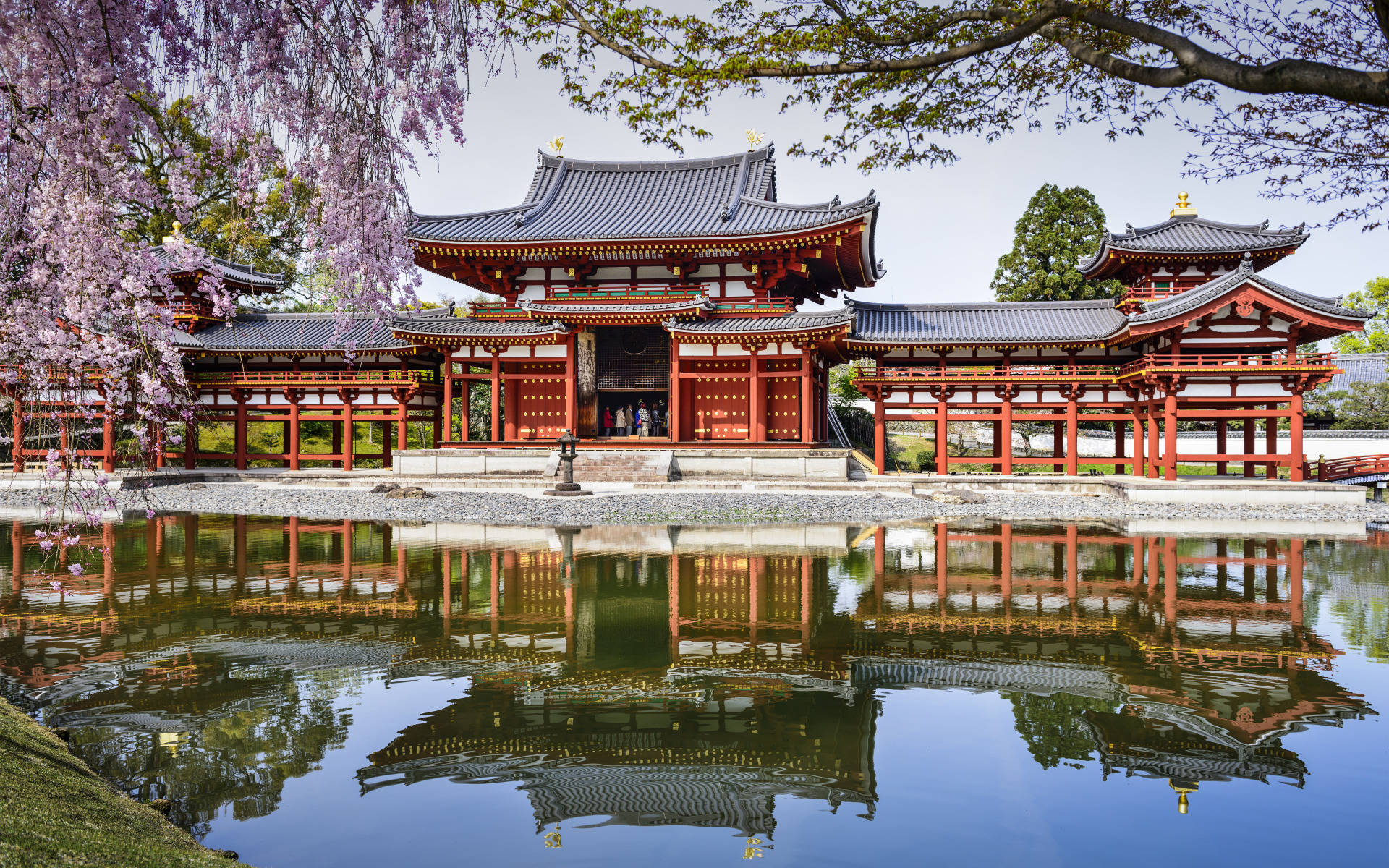 京都 桌布 壁紙 — 一座傳統日本寺廟，紅色柱子和深色屋頂，在盛開的紫色櫻花下完美倒映在平靜的池塘中。