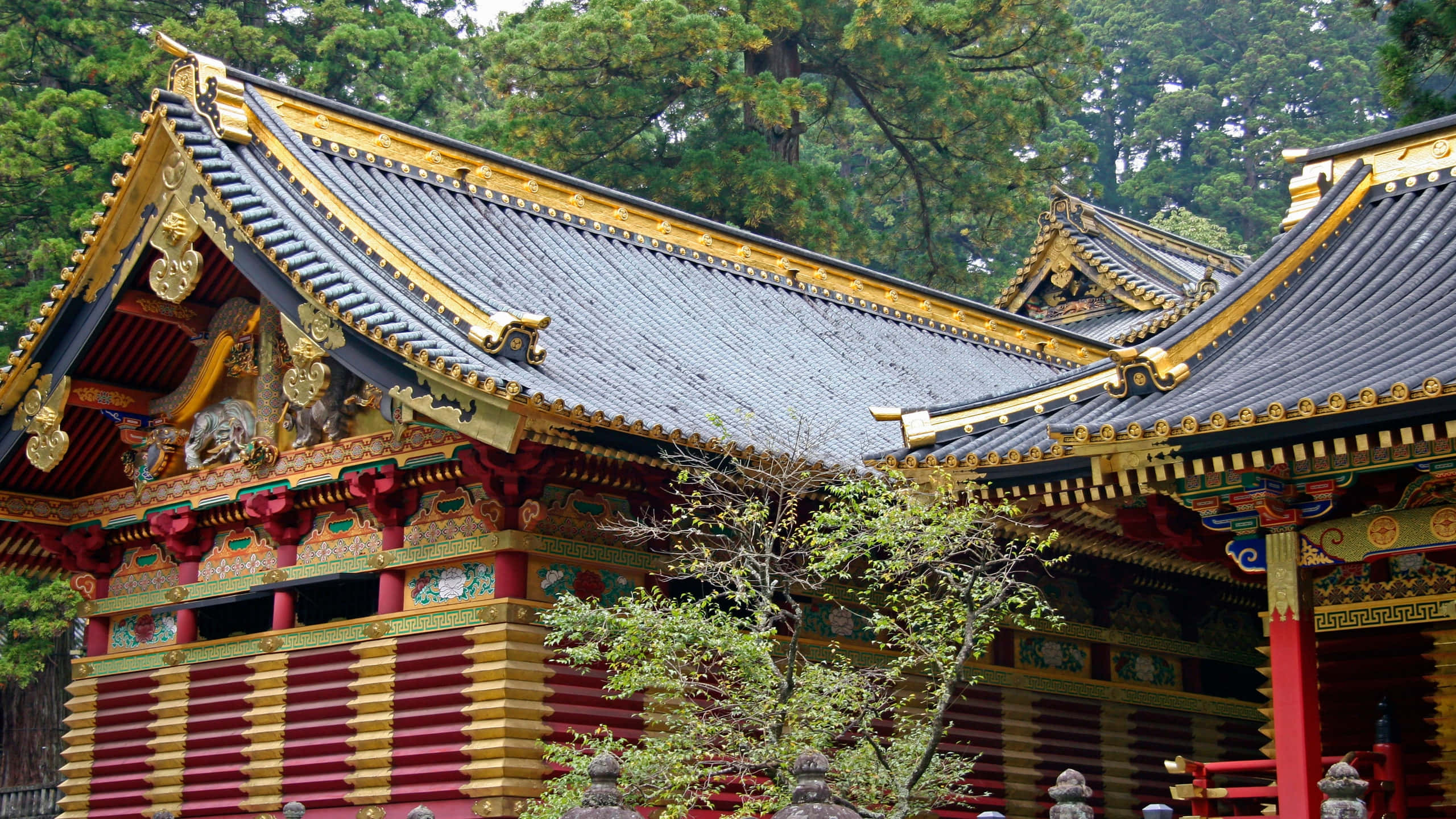 Shinto 桌布 壁紙 — 一座傳統日本神社，擁有華麗的金色屋頂邊緣和紅色柱子，坐落在茂密的綠樹之中。