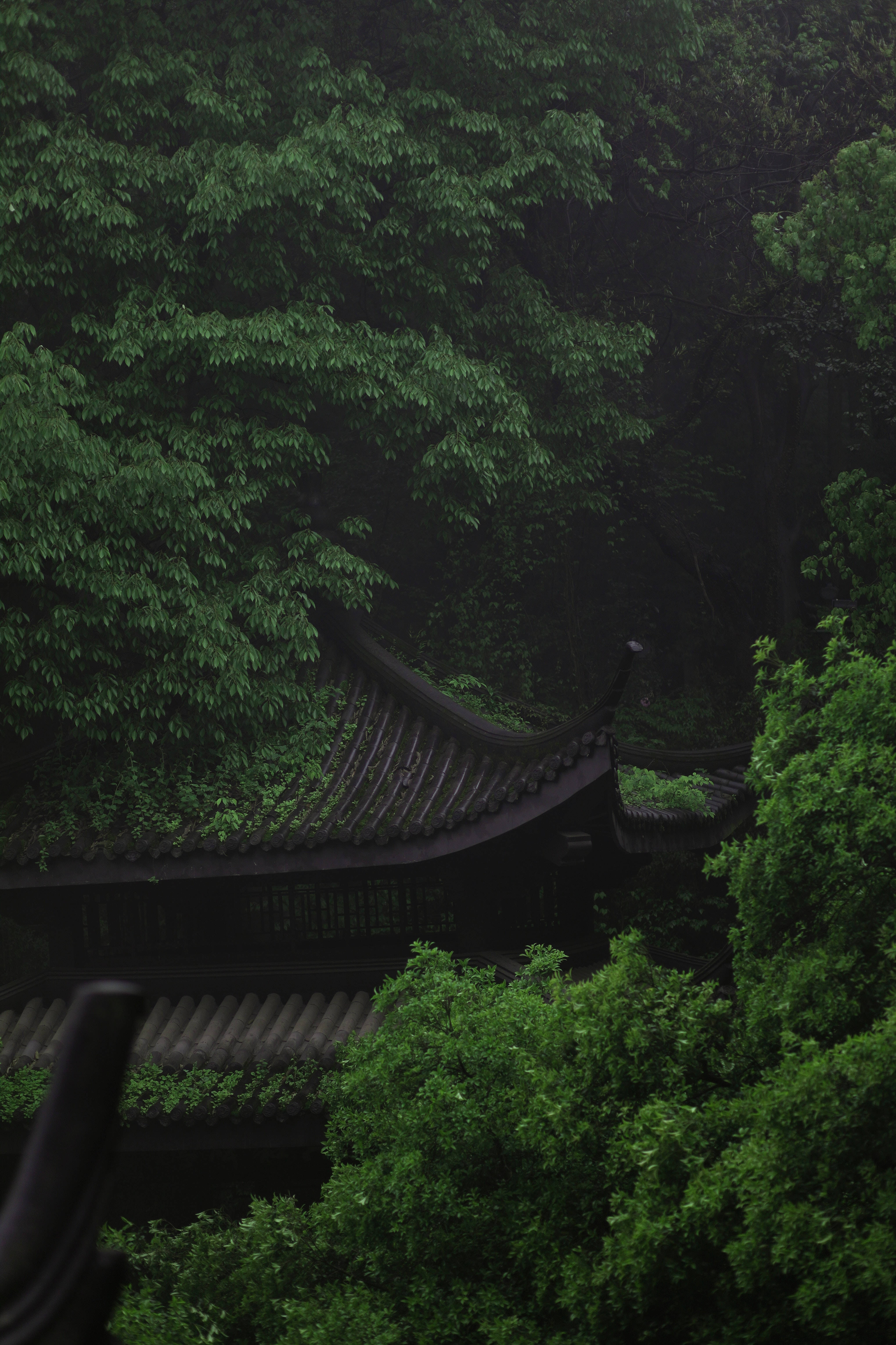 Greenery 桌布 壁紙 — 一座傳統的弧形屋頂亭閣，隱藏在茂密的綠色樹葉中，上方是昏暗迷濛的天幕。