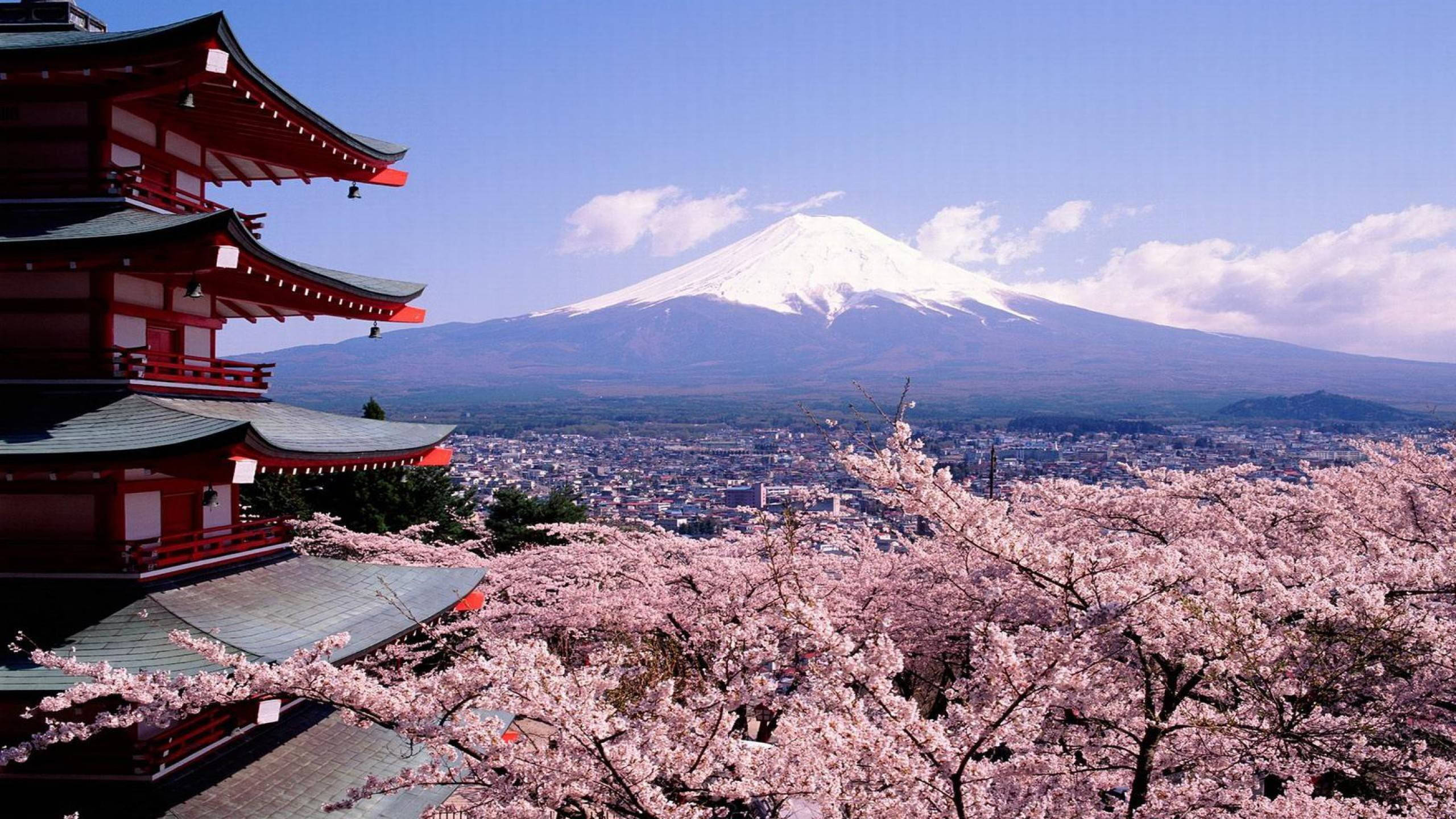 日本 桌布 壁紙 — 一座傳統的紅色日本寺廟俯瞰著被盛開的粉紅色櫻花環繞的雪覆蓋的富士山，背景是清澈的藍天。