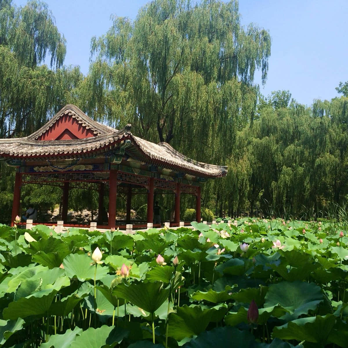 公園 桌布 壁紙 — 一座傳統紅色亭子寧靜地矗立在翠綠的荷葉和盛開的粉紅色花朵之中，天空清澈湛藍。