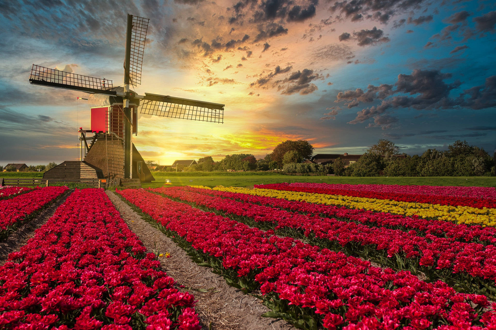 Netherlands 桌布 壁紙 — 一座傳統荷蘭風車在戲劇性的日落天空下，矗立在鮮豔的紅色和黃色鬱金香花田後方。