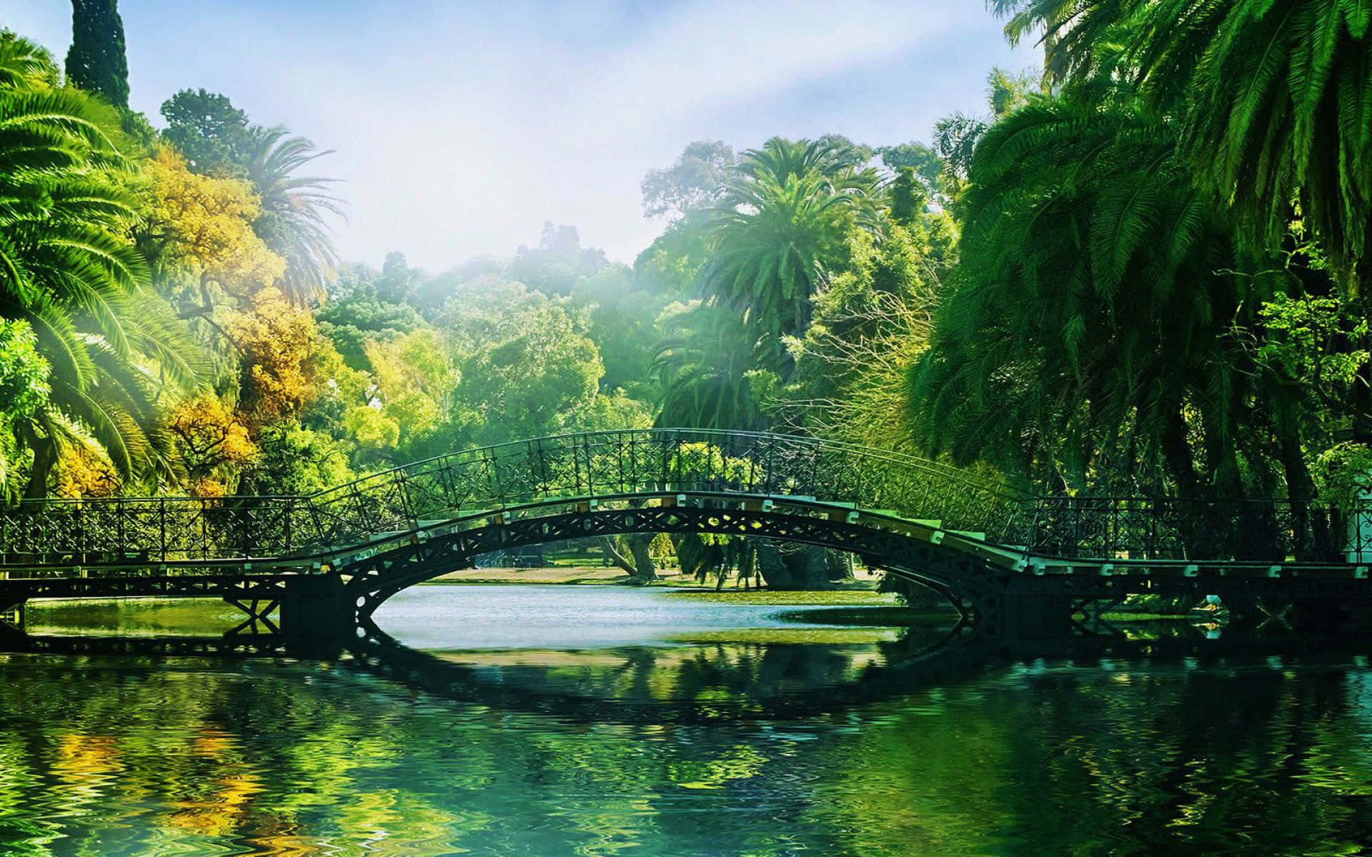 風景 桌布 壁紙 — 一座優雅的拱橋橫跨在寧靜的池塘上，周圍是茂密的熱帶植物，在明亮的日光下。