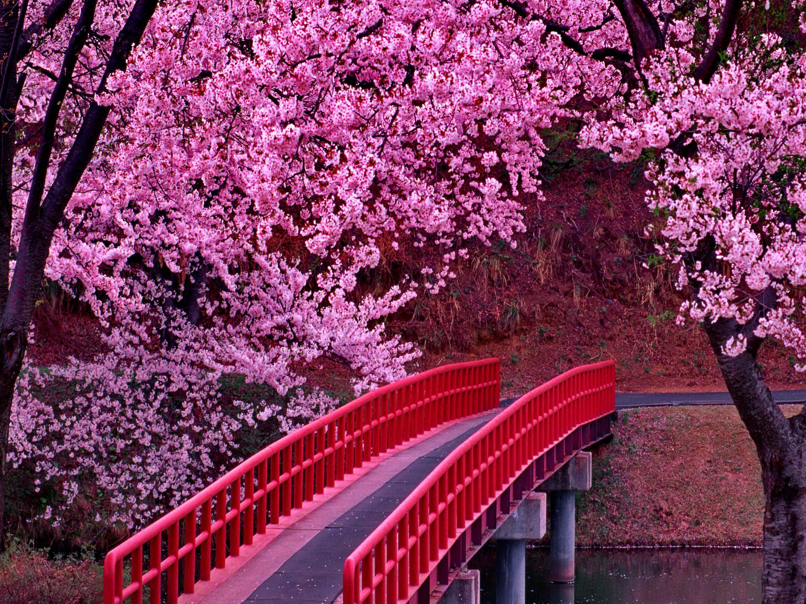 Sakura 桌布 壁紙 — 一座充滿活力的紅色拱橋在盛開的粉紅色櫻花樹冠下彎曲，橫跨平靜的池塘。
