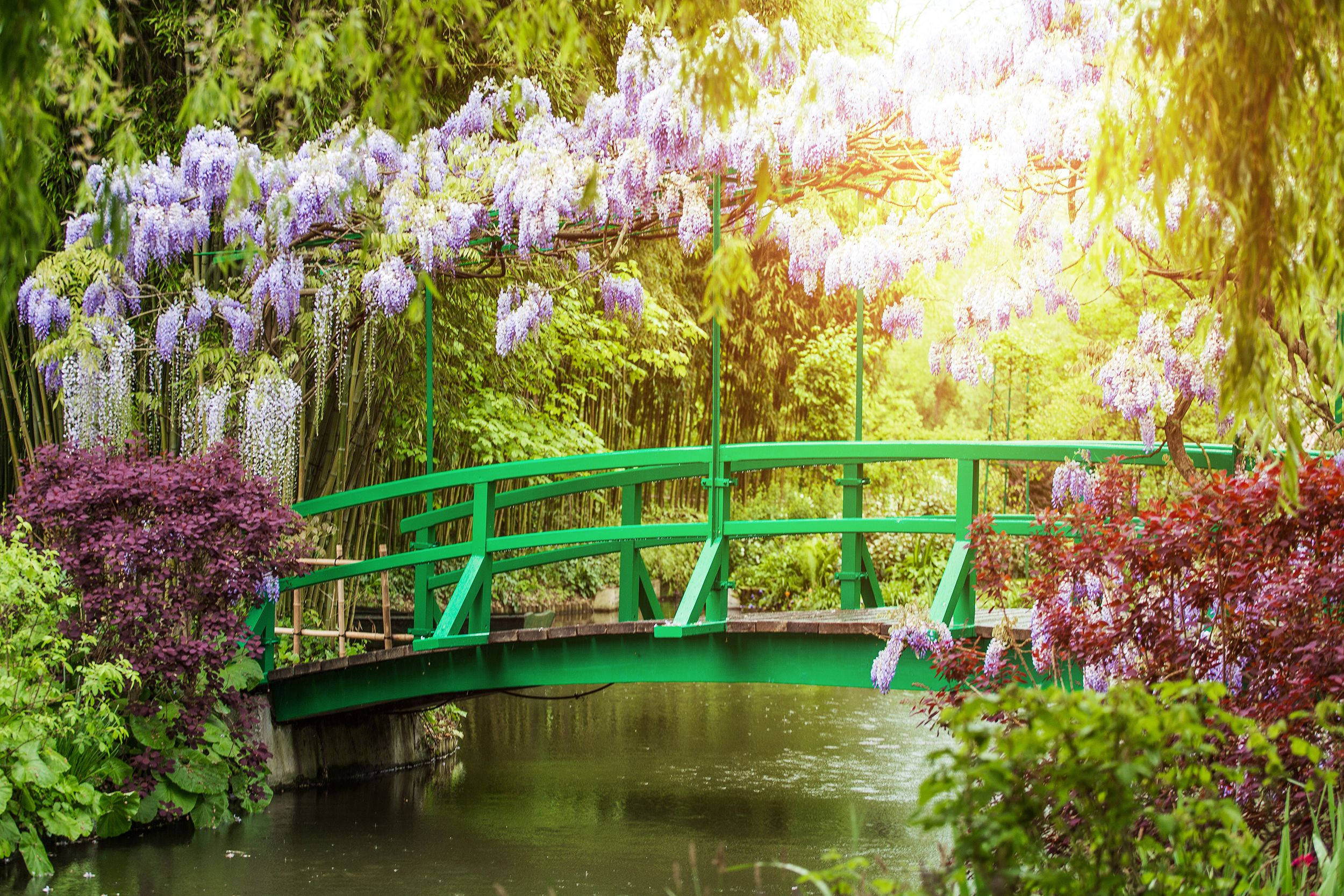 Garden 桌布 壁紙 — 一座充滿活力的綠色拱橋橫跨在平靜的池塘上，上方是垂落的紫色紫藤和茂密的綠色樹冠。
