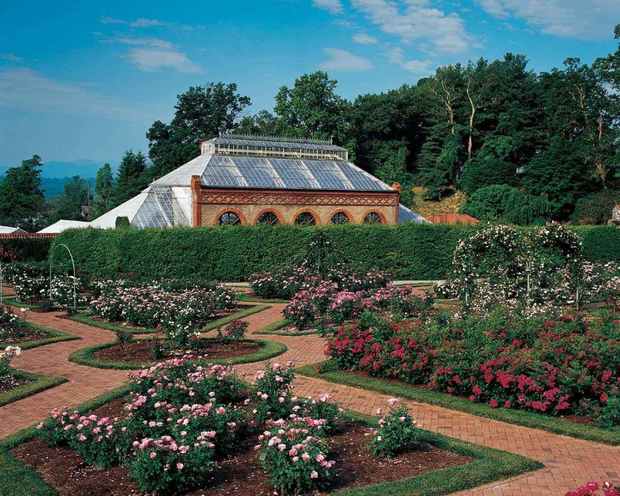 Biltmore Estate 桌布 壁紙 — 一座大型玻璃溫室坐落於山頂上，後面是正式的玫瑰園，有蜿蜒的磚砌小徑和鮮豔的粉紅色、紅色和白色花朵，在晴朗的藍天下。