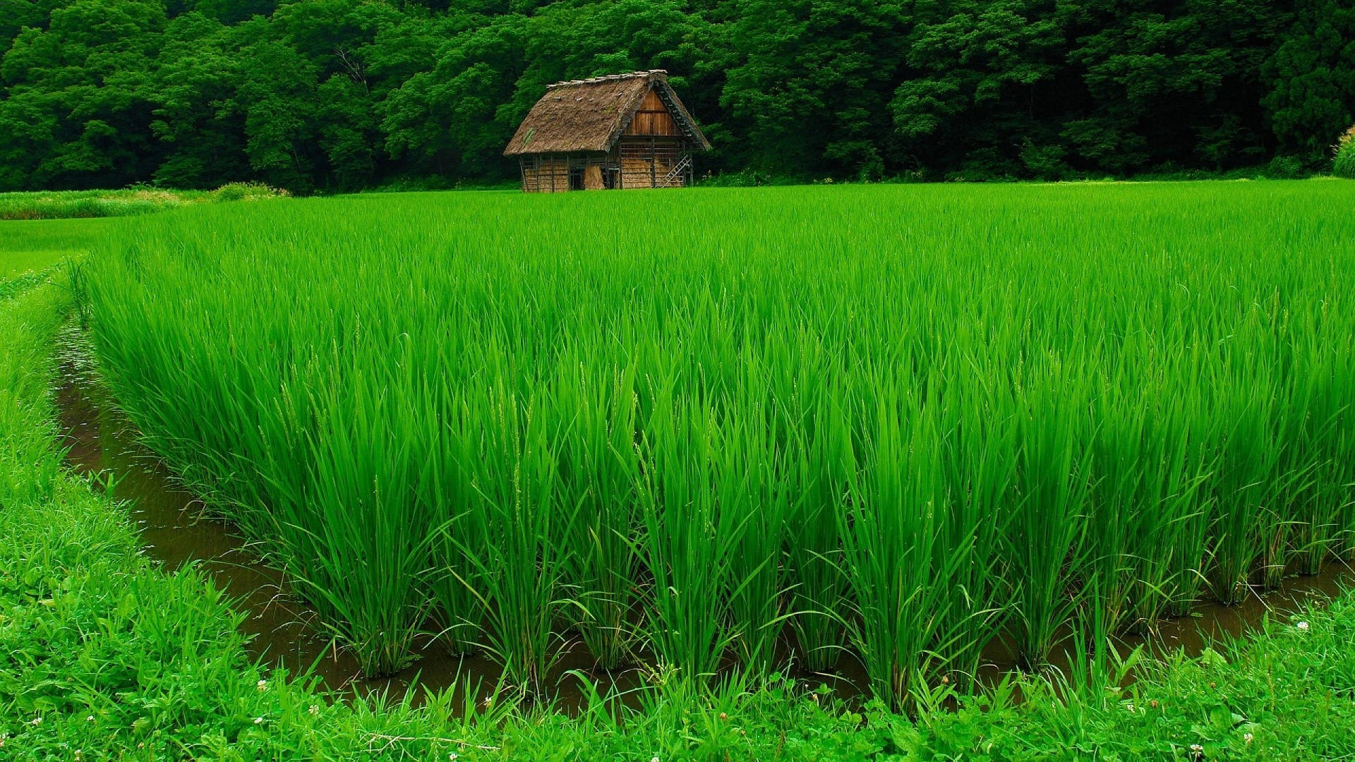 綠色 桌布 壁紙 — 一座孤獨的茅草屋頂小屋靜靜地坐落在廣闊、充滿活力的綠色稻田中央，周圍是茂密的森林。
