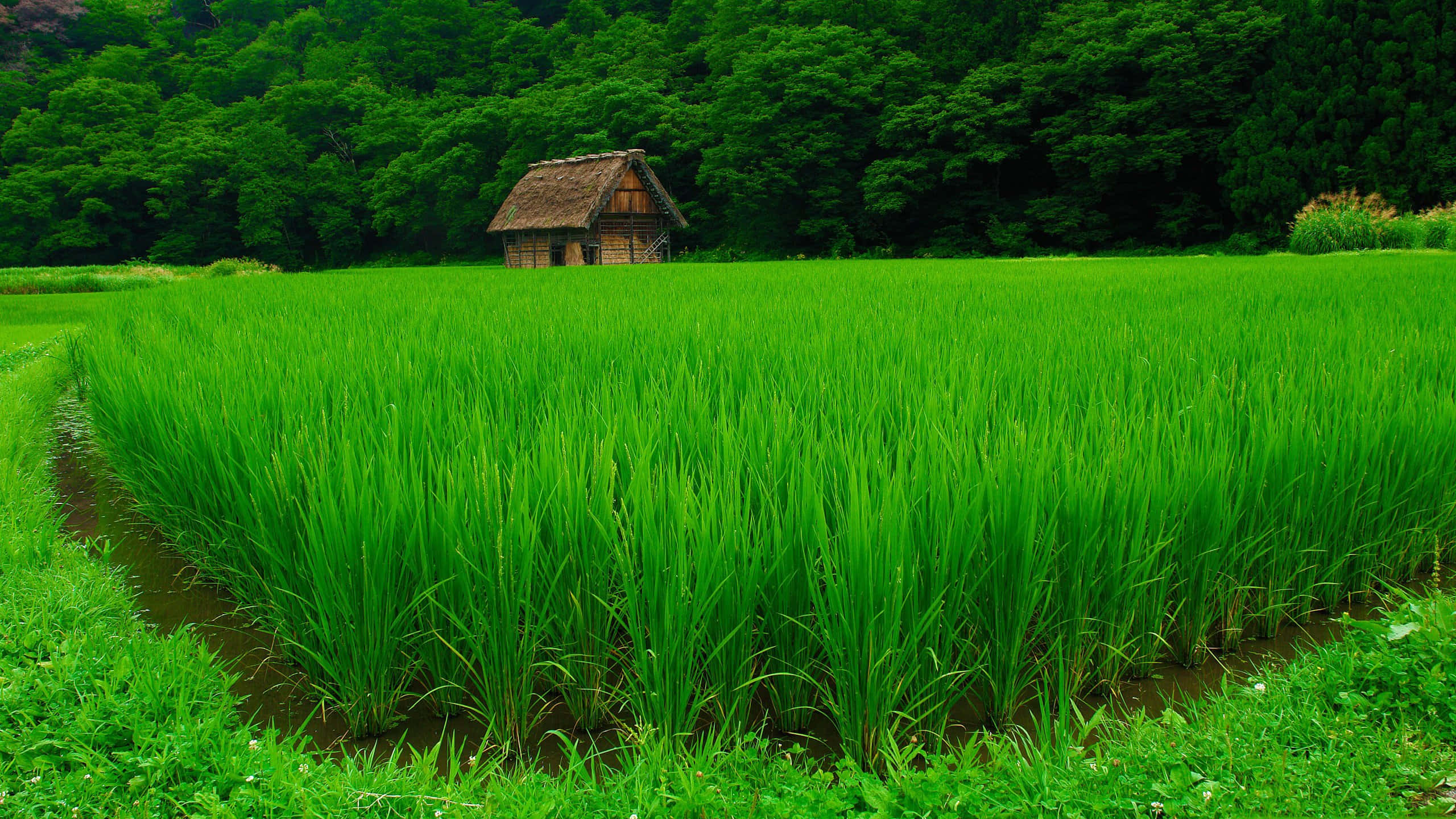 Farming 桌布 壁紙 — 一座孤獨的茅草屋頂木屋坐落在廣闊、充滿活力的綠色稻田中，四周環繞著茂密的森林。
