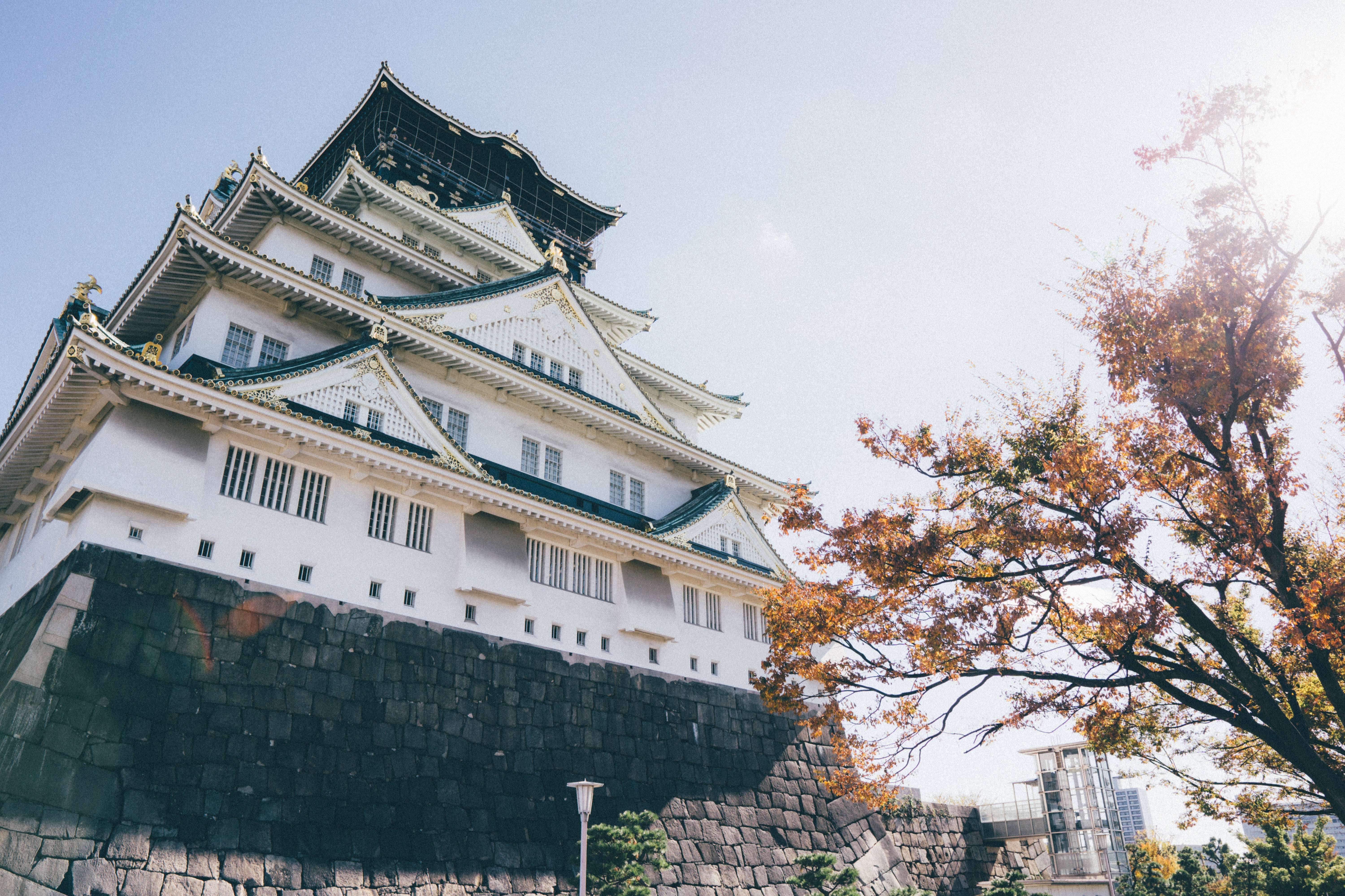 Osaka Castle 桌布 壁紙 — 一座宏偉的白色日本城堡，深色瓦片屋頂，在清澈的藍天下，被金黃色秋葉的樹木環繞。