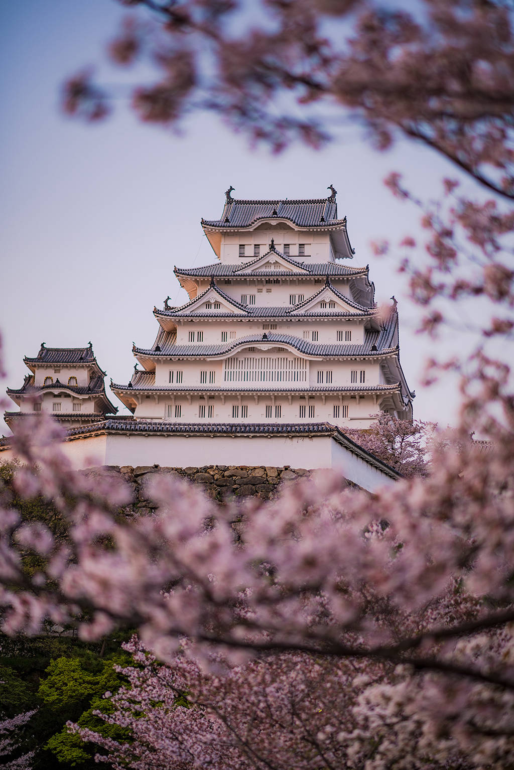 Himeji Castle 桌布 壁紙 — 一座宏偉的白色日本城堡，被盛開的柔和粉紅色櫻花環繞，映襯著淡色的天空。