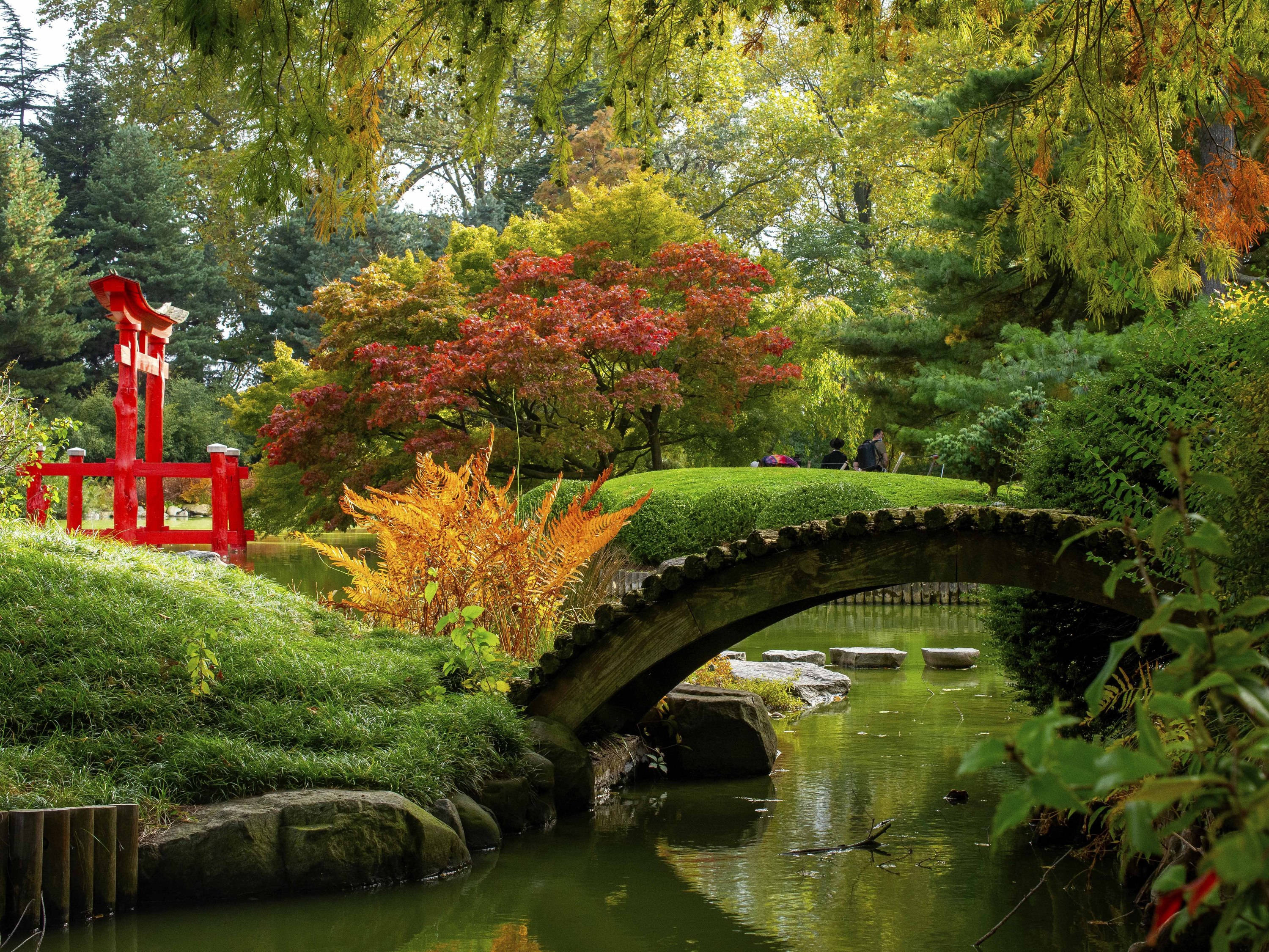 Garden 桌布 壁紙 — 一座寧靜的日本花園橋樑拱起在平靜的池塘上，周圍環繞著秋葉和一座鮮紅色的鳥居。