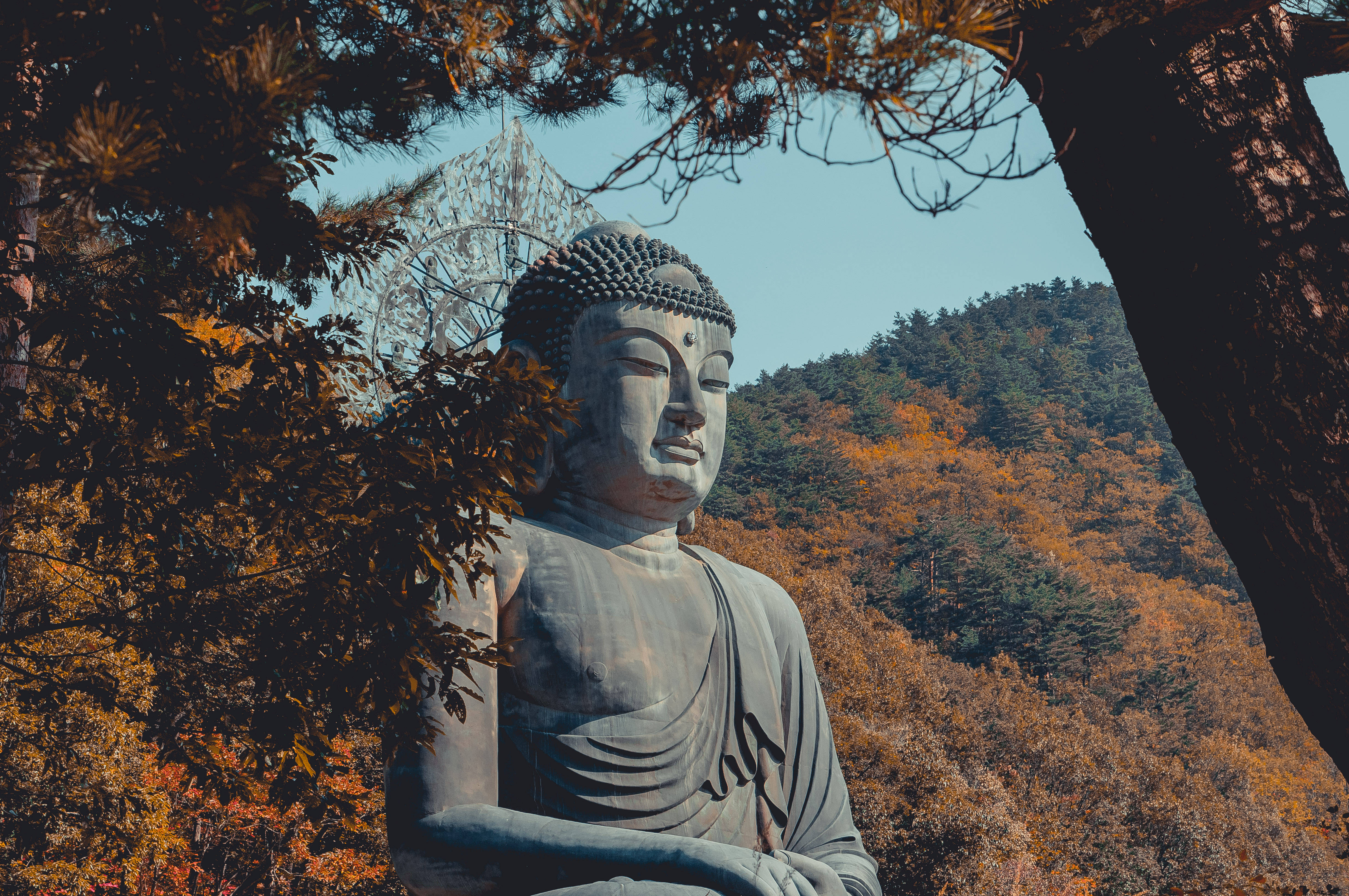 佛陀 桌布 壁紙 — 一座寧靜的石佛像，被秋樹環繞，背景是森林覆蓋的山丘，天空清澈湛藍。