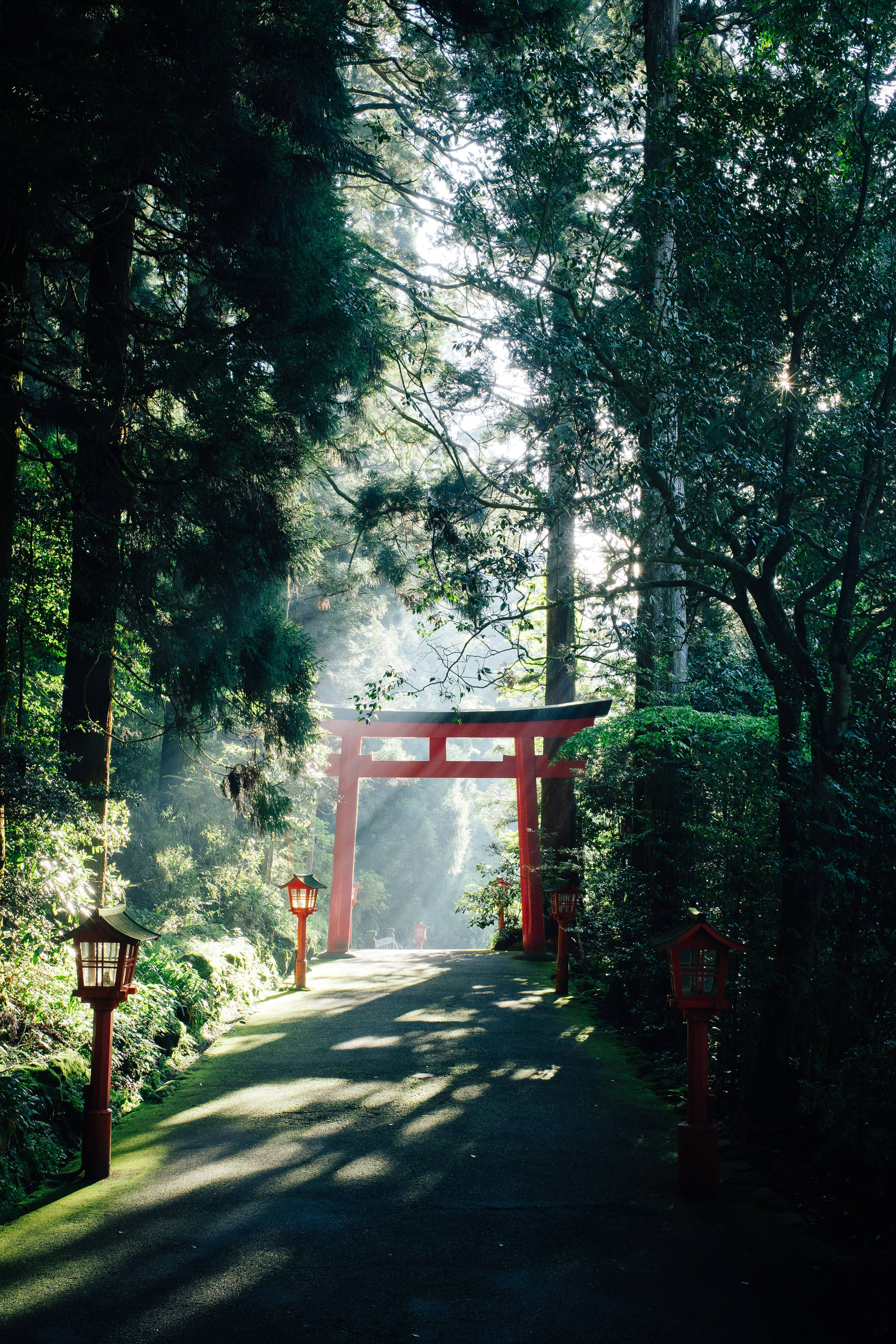 日本 桌布 壁紙 — 一座寧靜的紅色鳥居矗立在森林邊緣，沐浴在透過高聳樹木過濾的金色晨光中。