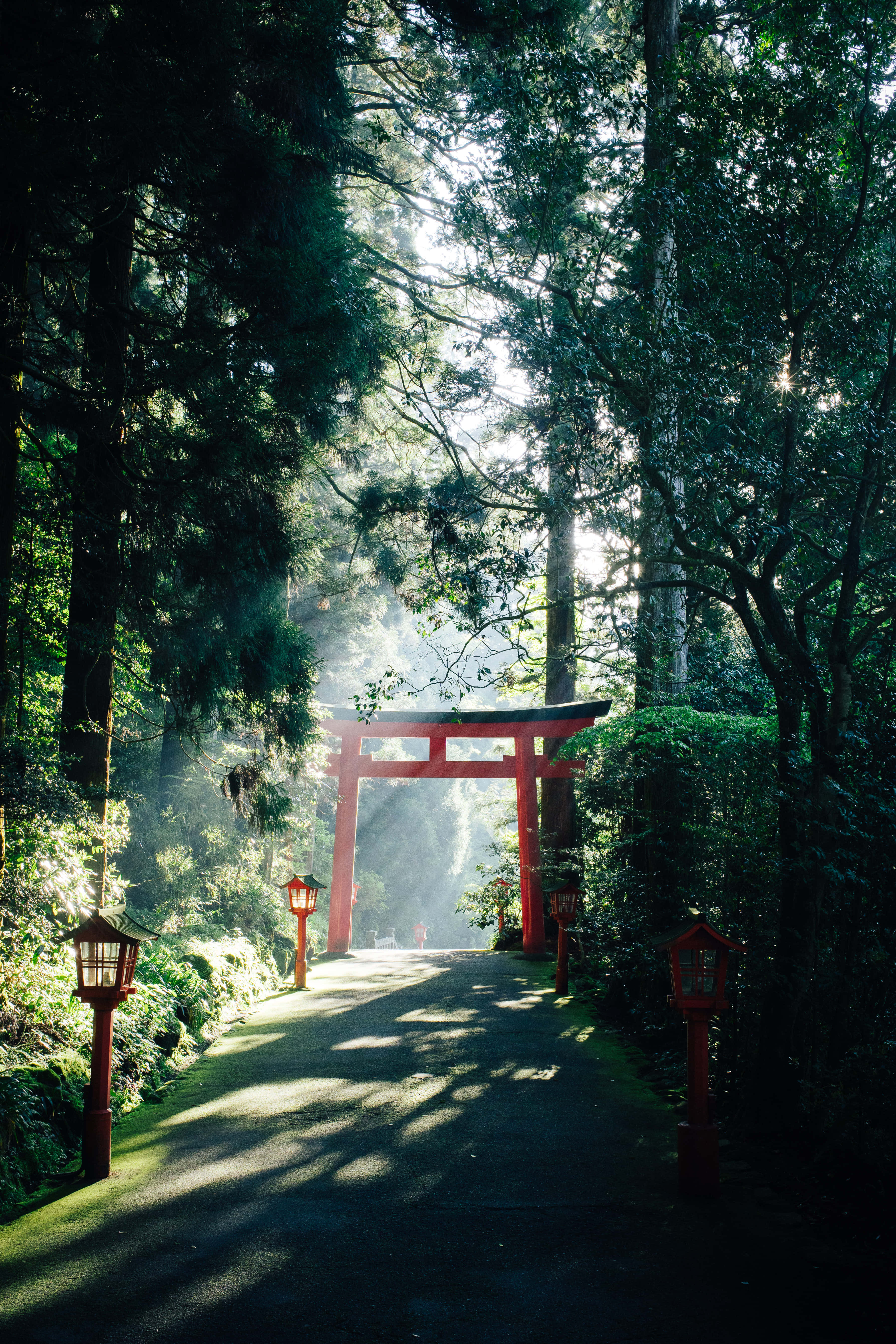 Red Japanese 桌布 壁紙 — 一座寧靜的紅色鳥居矗立在森林邊緣，沐浴在透過茂密綠樹灑落的金色晨光中。