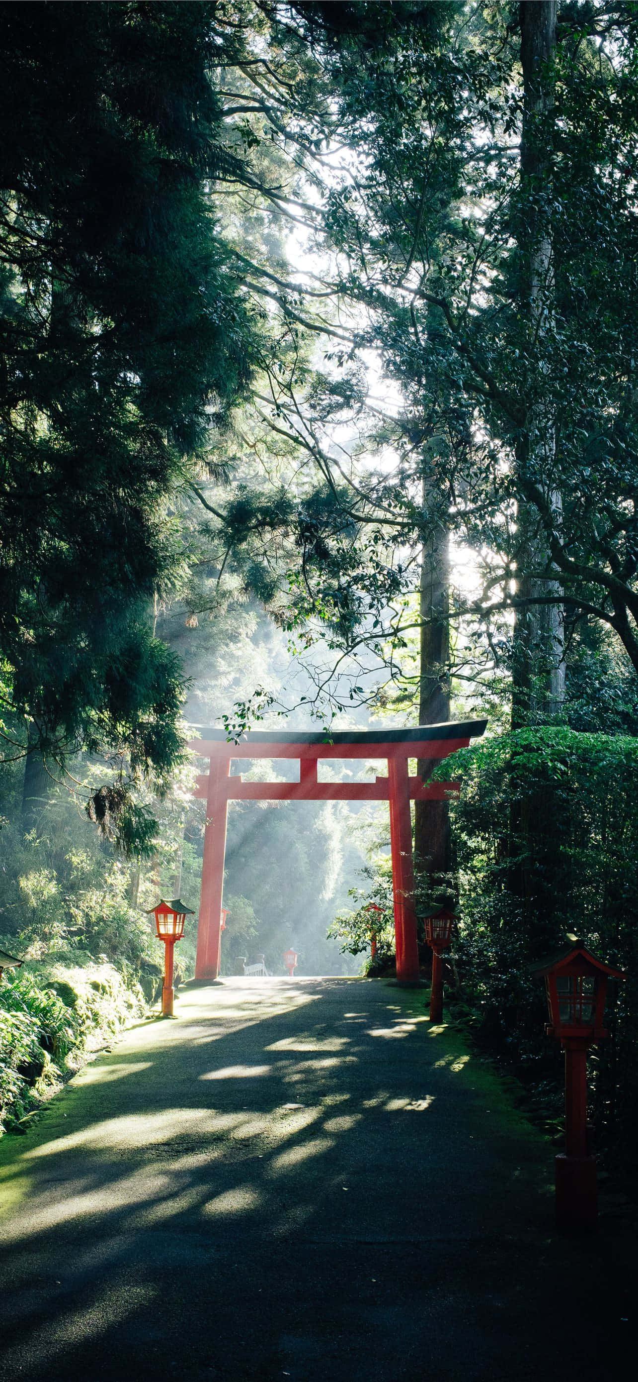 Japanese iPhone 桌布 壁紙 — 一座寧靜的紅色鳥居矗立在森林邊緣，沐浴在透過高聳樹木過濾的金色晨光中。