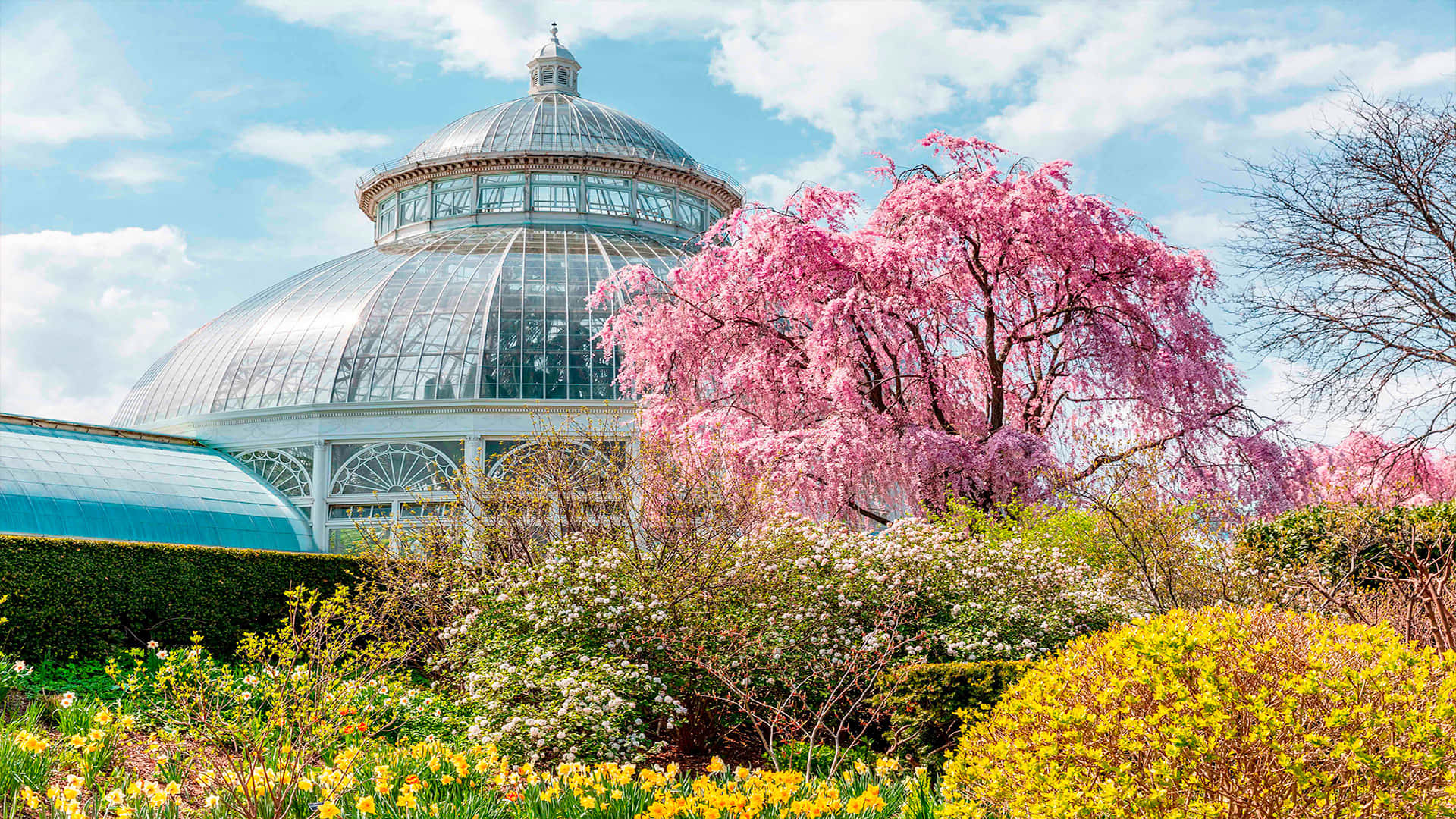 Botanical Garden 桌布 壁紙 — 一座巨大的玻璃圓頂溫室矗立在一個充滿活力的花園後面，花園裡開滿了粉紅色的櫻花、黃色的水仙花和白色的花叢，在明亮的藍天下。