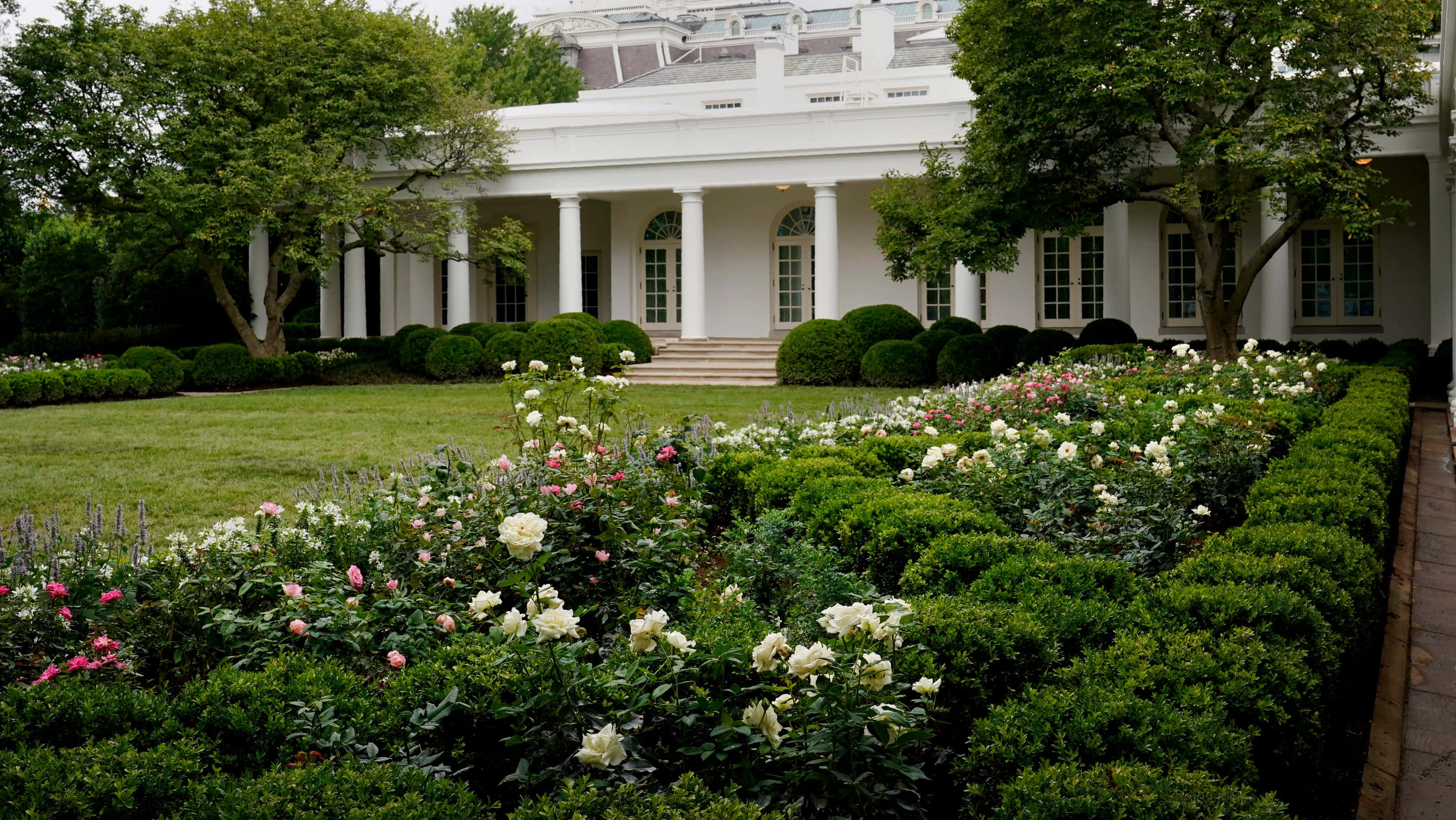 Rose Garden 桌布 壁紙 — 一座帶有柱子的宏偉白色豪宅，矗立在修剪整齊的樹籬和盛開的玫瑰園後面，沐浴在柔和的白日光線下。