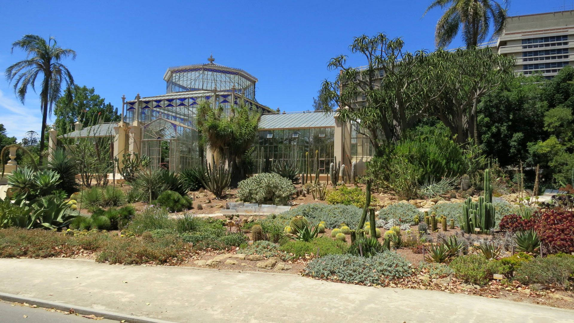 Adelaide 桌布 壁紙 — 一座帶有華麗金屬工藝的大型玻璃溫室，矗立在充滿仙人掌和多肉植物的生機勃勃的沙漠花園中，頭頂是清澈的藍天。