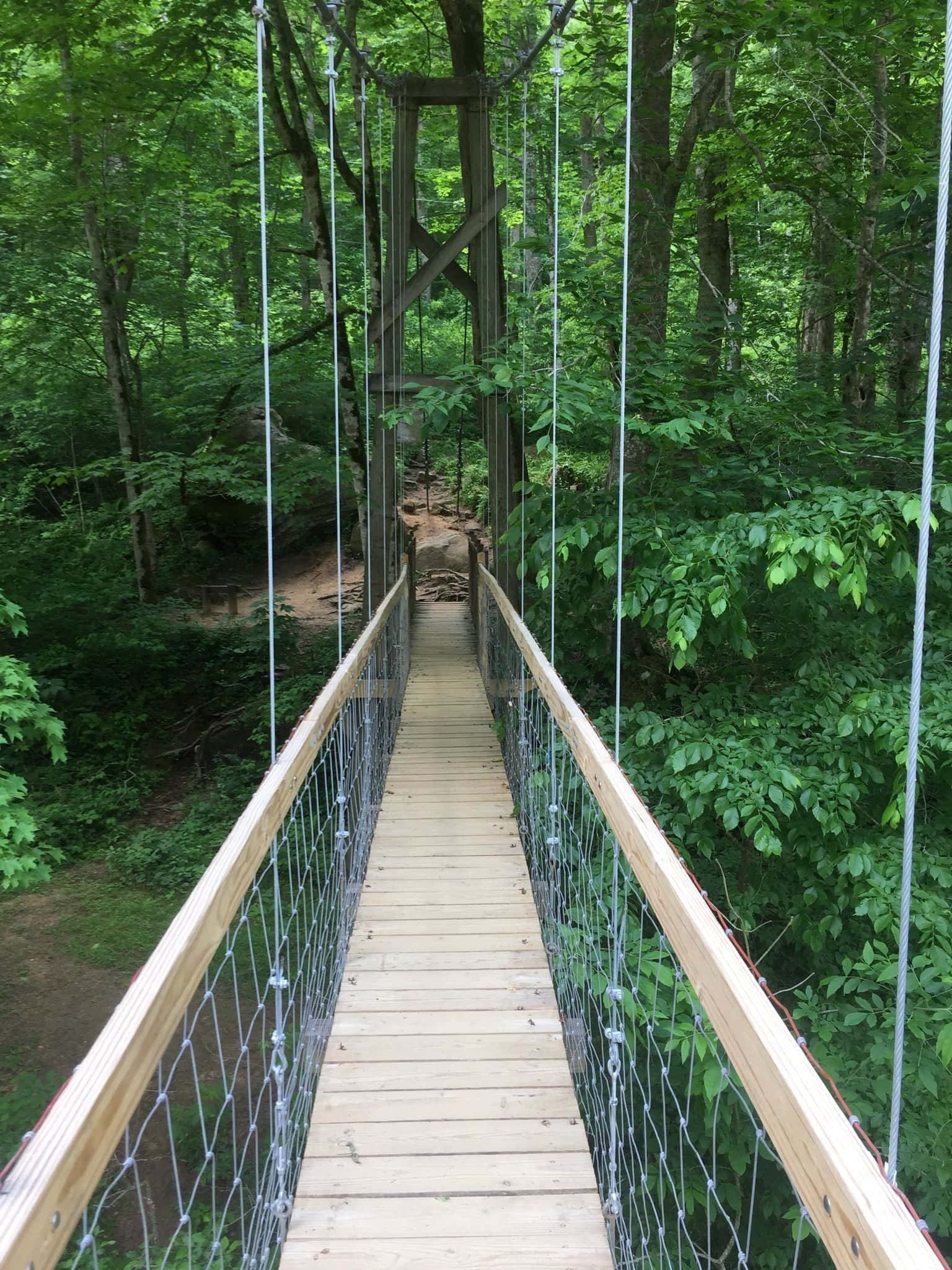bridge 桌布 壁紙 — 一座帶繩索欄杆的木製吊橋穿過茂密的綠色森林樹冠。