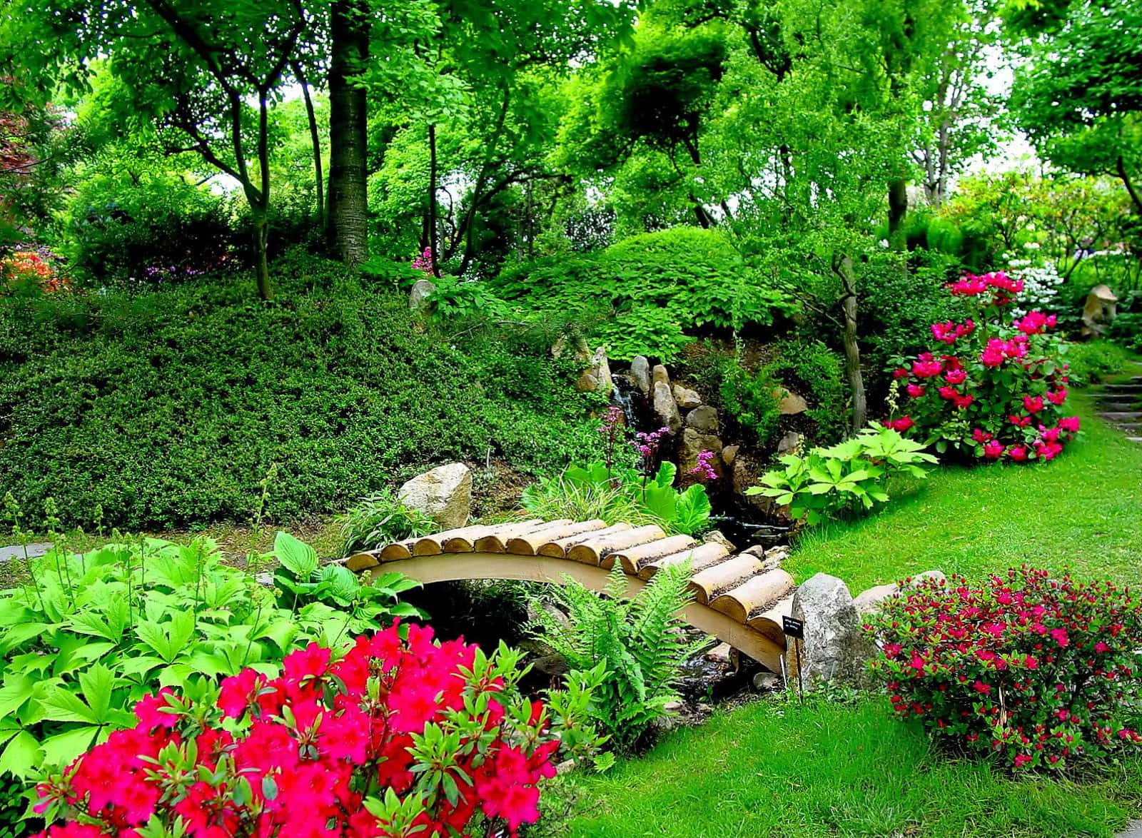 Nature Garden 桌布 壁紙 — 一座木拱橋橫跨一條長滿苔蘚的小溪，位於一個充滿鮮豔粉紅色杜鵑花和翠綠葉子的茂密花園中。