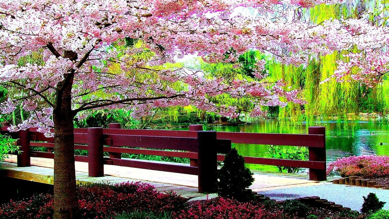 Cherry Blossom Tree 桌布 壁紙 — 一座木橋在粉紅色櫻花樹冠下拱起，橫跨寧靜的池塘，周圍環繞著茂密的綠色柳樹和鮮豔的花朵。