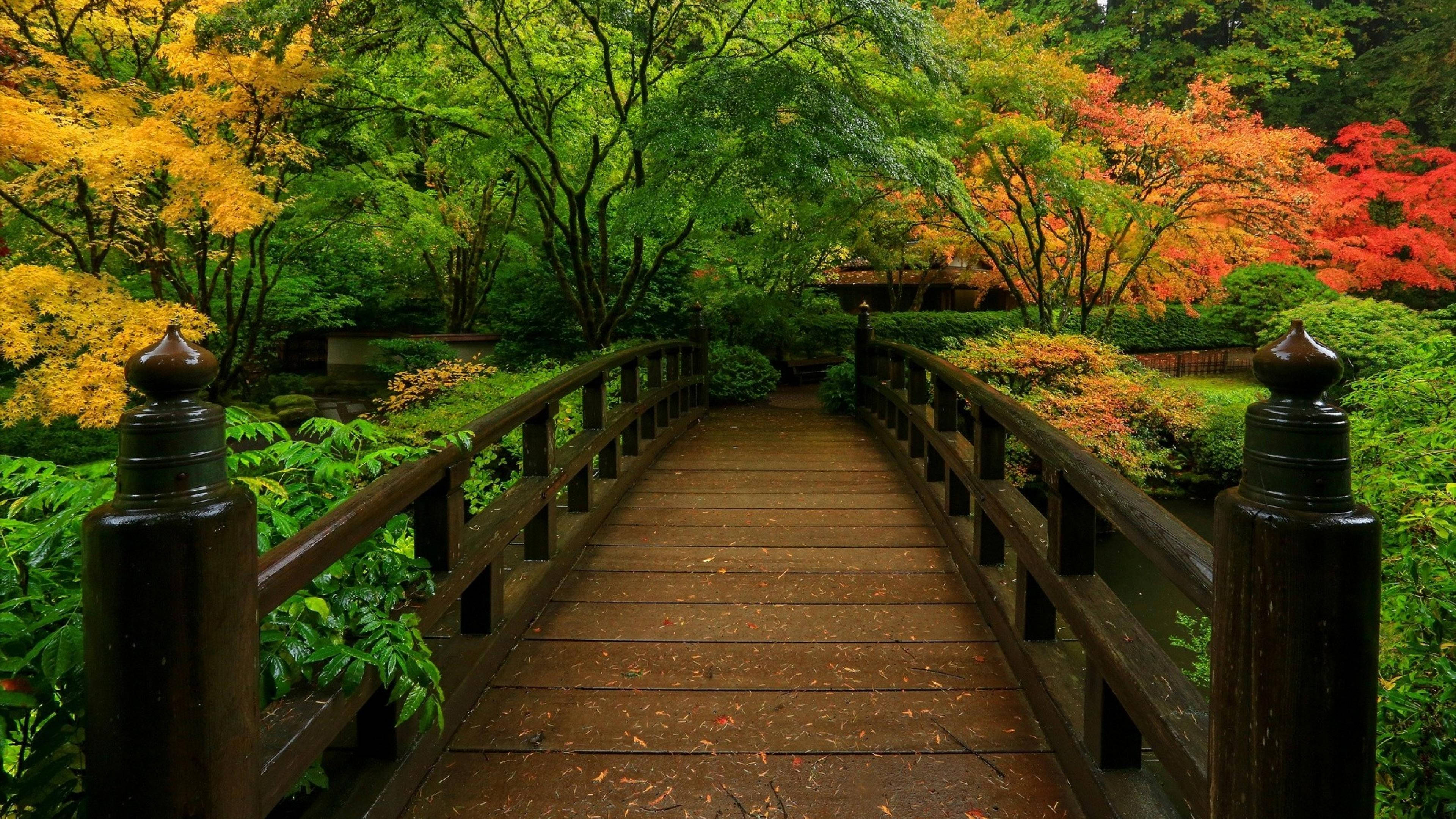 禪 桌布 壁紙 — 一座木橋拱起穿過充滿活力的日本花園，秋葉在火紅、金色和綠色中燃燒。
