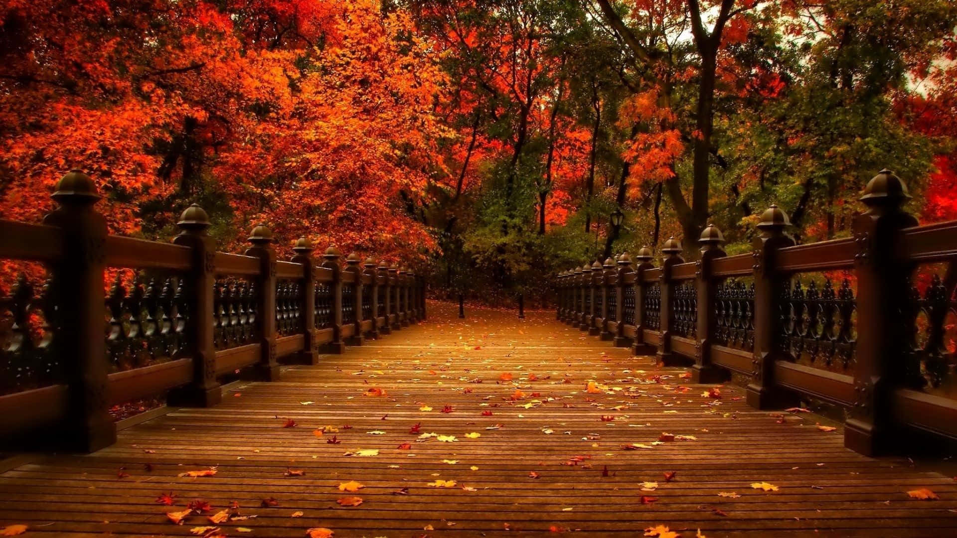 Fall Laptop 桌布 壁紙 — 一座木橋蜿蜒穿過一片在柔和日光下燃燒著火紅和橙色秋葉的森林。
