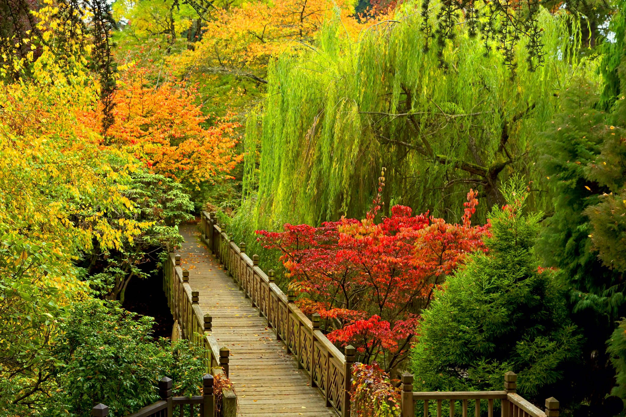 公園 桌布 壁紙 — 一座木橋蜿蜒穿過充滿活力的秋日森林，火紅、橙黃和金黃的樹葉勾勒出小徑的輪廓。