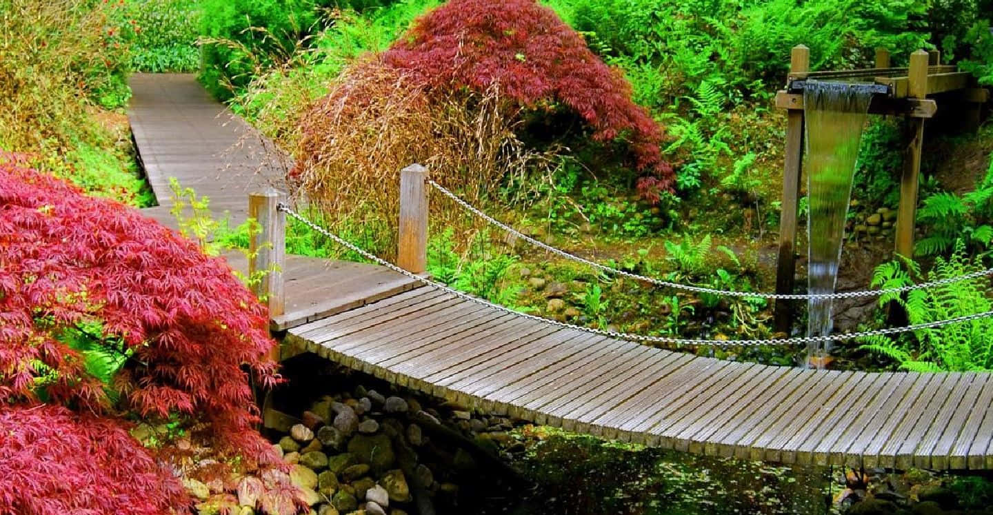 Garden Photography 桌布 壁紙 — 一座木製吊橋橫跨岩石溪流，周圍是茂密的花園，有鮮紅的楓樹和層疊的水流。