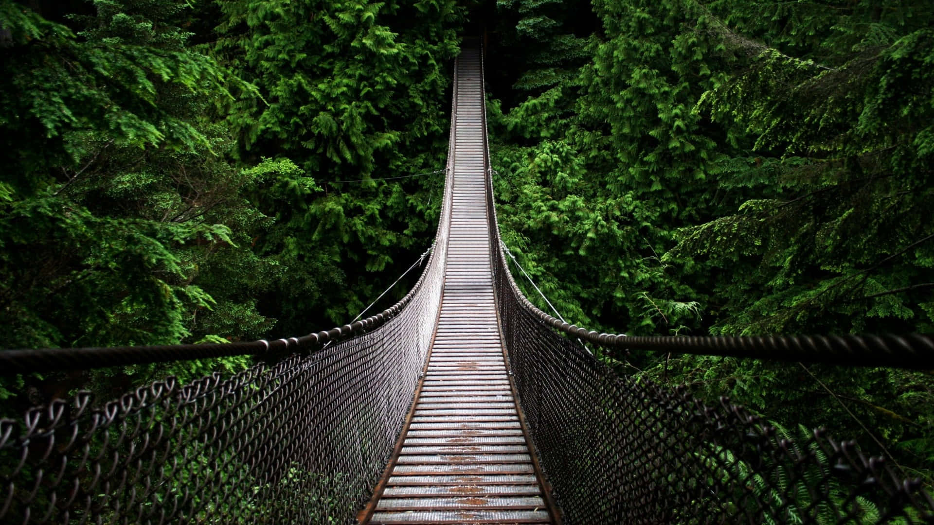 一座橫跨森林的懸索橋