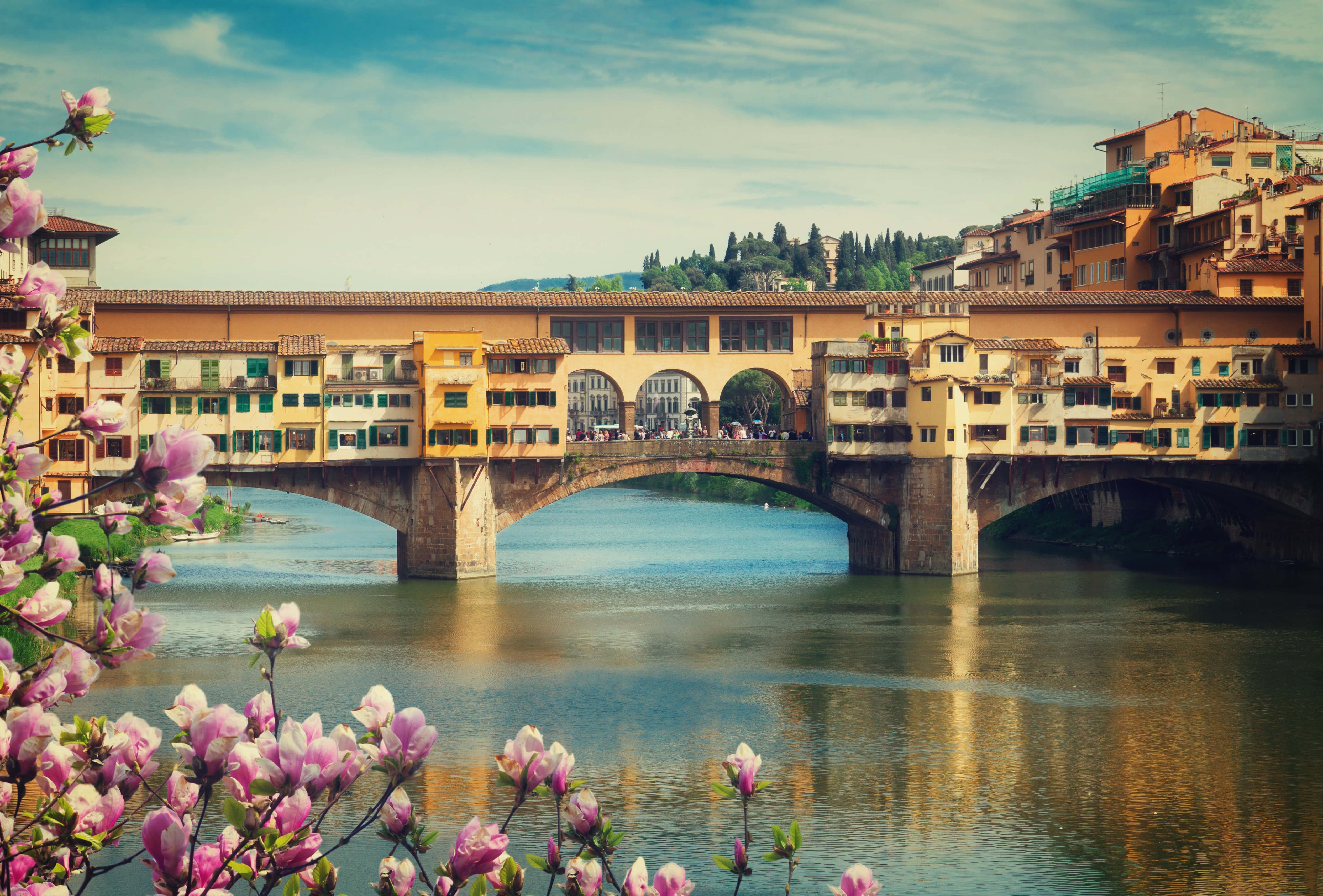 bridge 桌布 壁紙 — 一座歷史悠久的石橋，設有拱形步道和色彩繽紛的建築，橫跨一條平靜的河流，兩旁盛開著粉紅色的木蘭花。