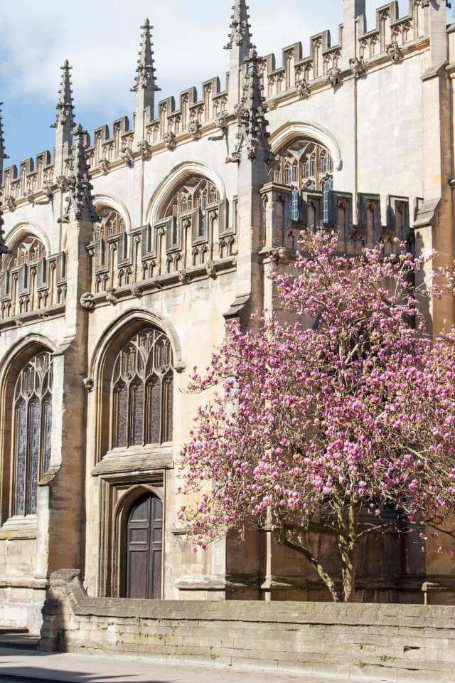 England 桌布 壁紙 — 一座歷史悠久的石造大教堂，擁有複雜的哥德式建築，旁邊有一棵充滿活力的粉紅色開花樹，在明亮的藍天下。