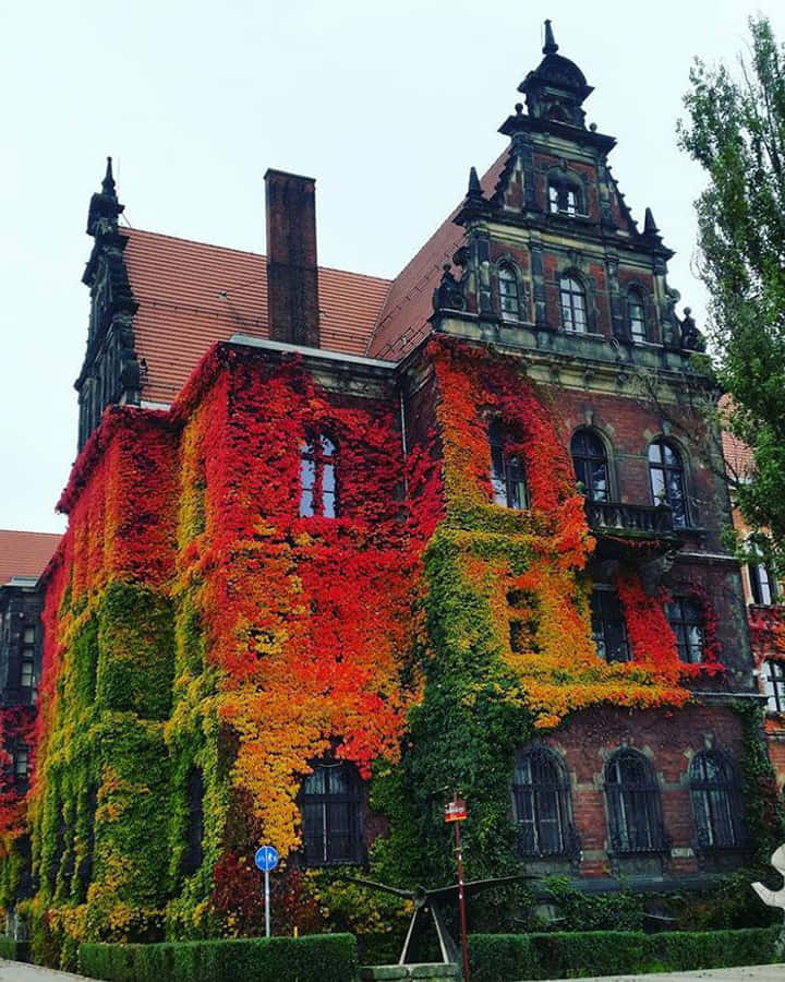 Beautiful Autumn 桌布 壁紙 — 一座歷史悠久的磚砌建築，在陰天覆蓋著鮮豔的紅色和綠色常春藤。