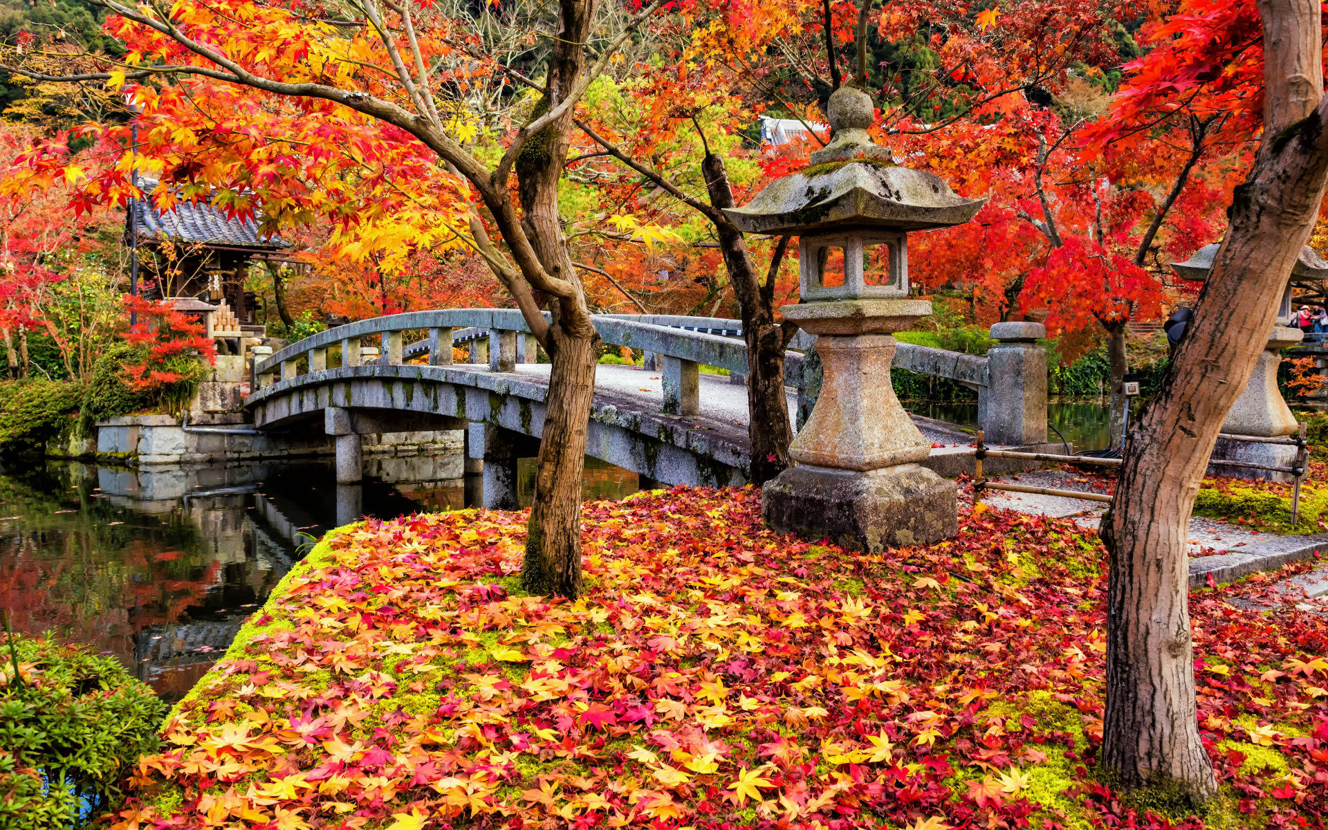 京都 桌布 壁紙 — 一座石橋拱起在寧靜的池塘上，周圍環繞著秋日盛景中鮮豔的紅色和橙色楓葉。