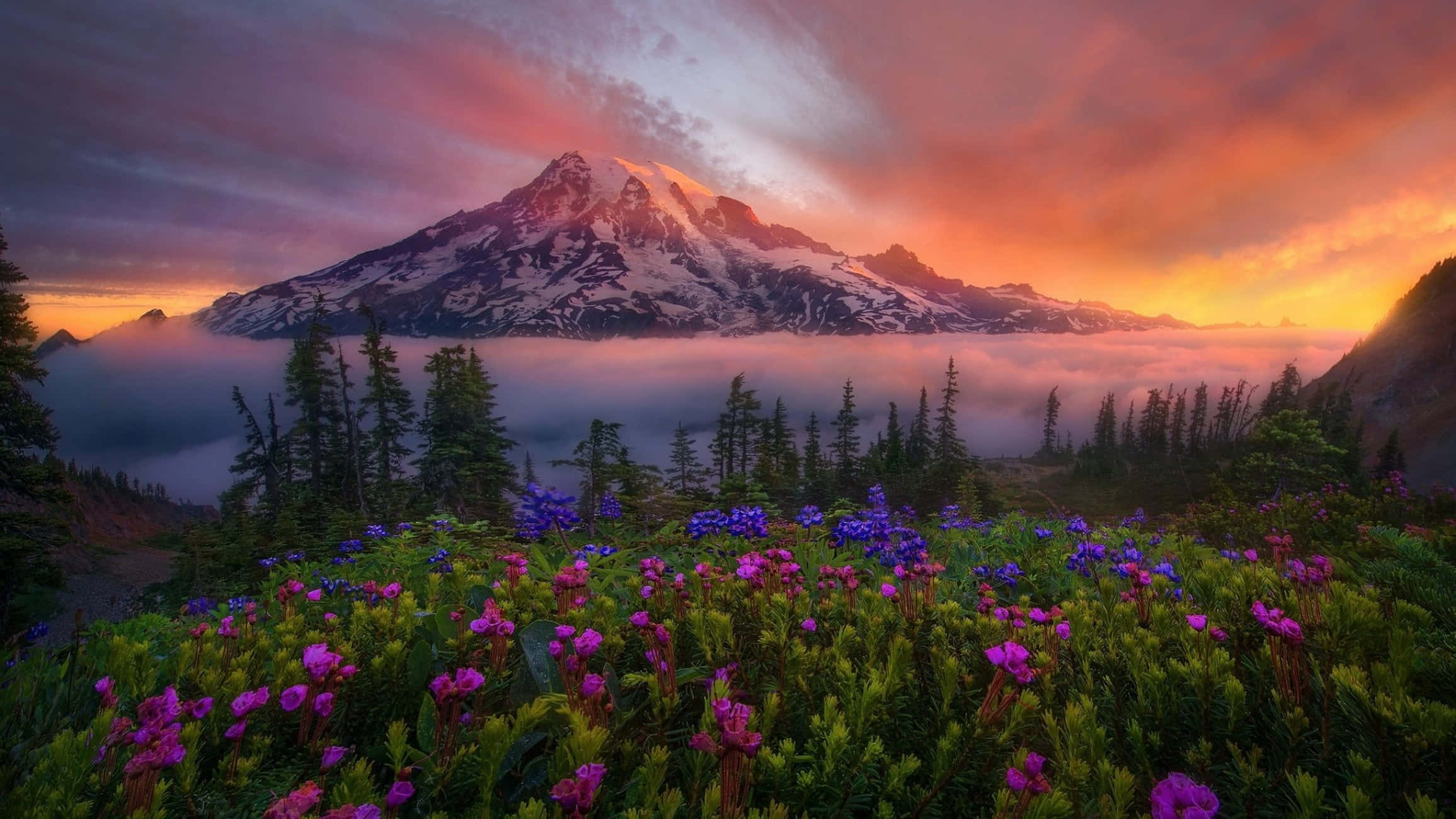 Beautiful Nature 桌布 壁紙 — 一座積雪的山峰在日出時聳立於雲海之上，前景是鮮豔的紫色和粉紅色野花。