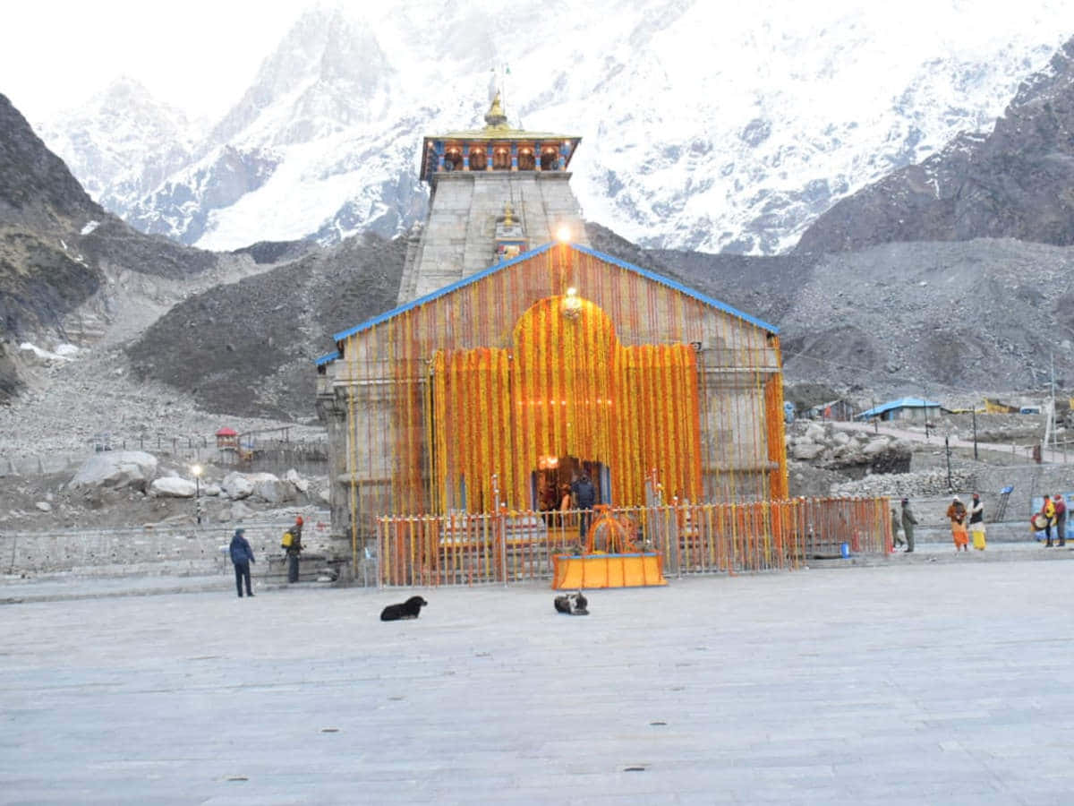 Kedarnath 桌布 壁紙 — 一座積雪的山峰聳立在一座掛滿發光橙色花環的寺廟後面，附近有遊客和狗。