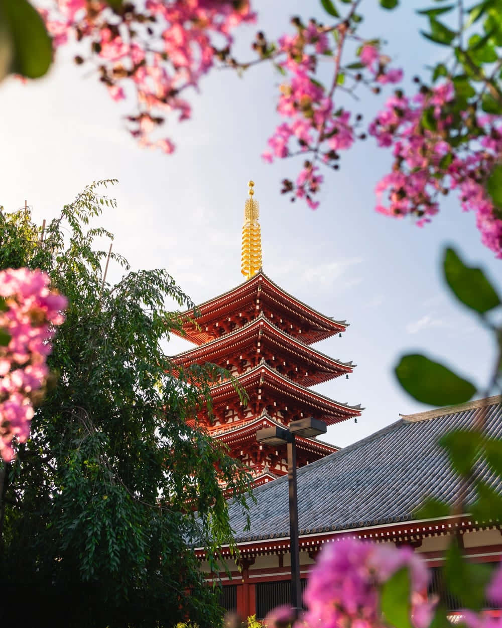 Spring Nature 桌布 壁紙 — 一座紅色寶塔，頂部有金色尖頂，在明亮的天空下，透過粉紅色的花朵和綠葉的框架升起。
