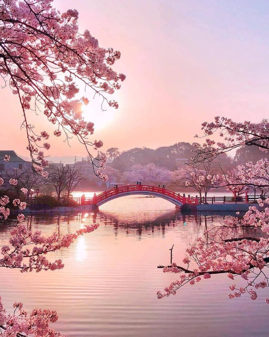 Cute Spring 桌布 壁紙 — 一座紅色拱橋橫跨寧靜的池塘，池塘周圍盛開著粉紅色的櫻花，在日落時分格外美麗。
