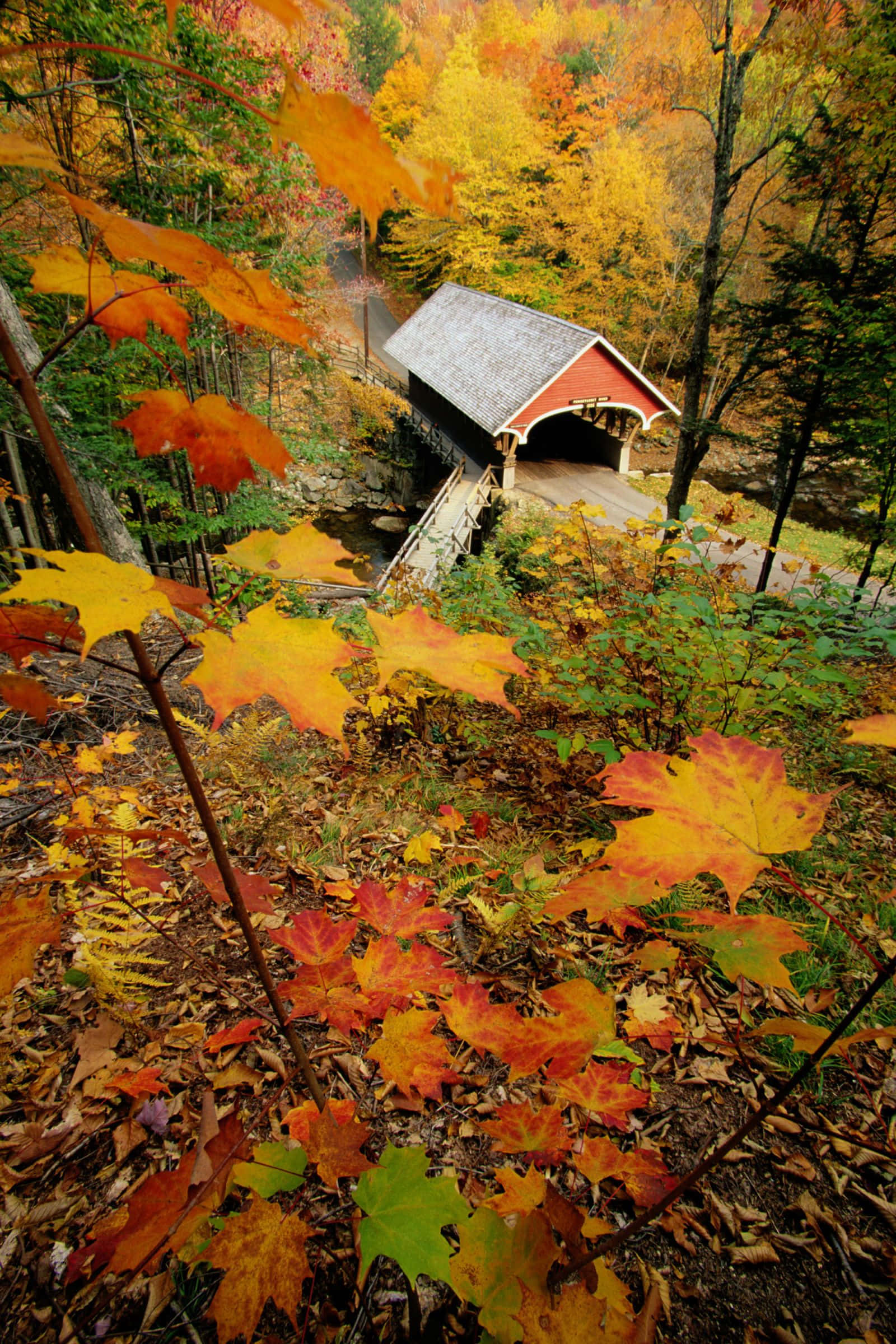 Beautiful Autumn 桌布 壁紙 — 一座紅色有蓋橋樑橫跨森林溪流，周圍環繞著溫暖金色色調的鮮豔秋葉。
