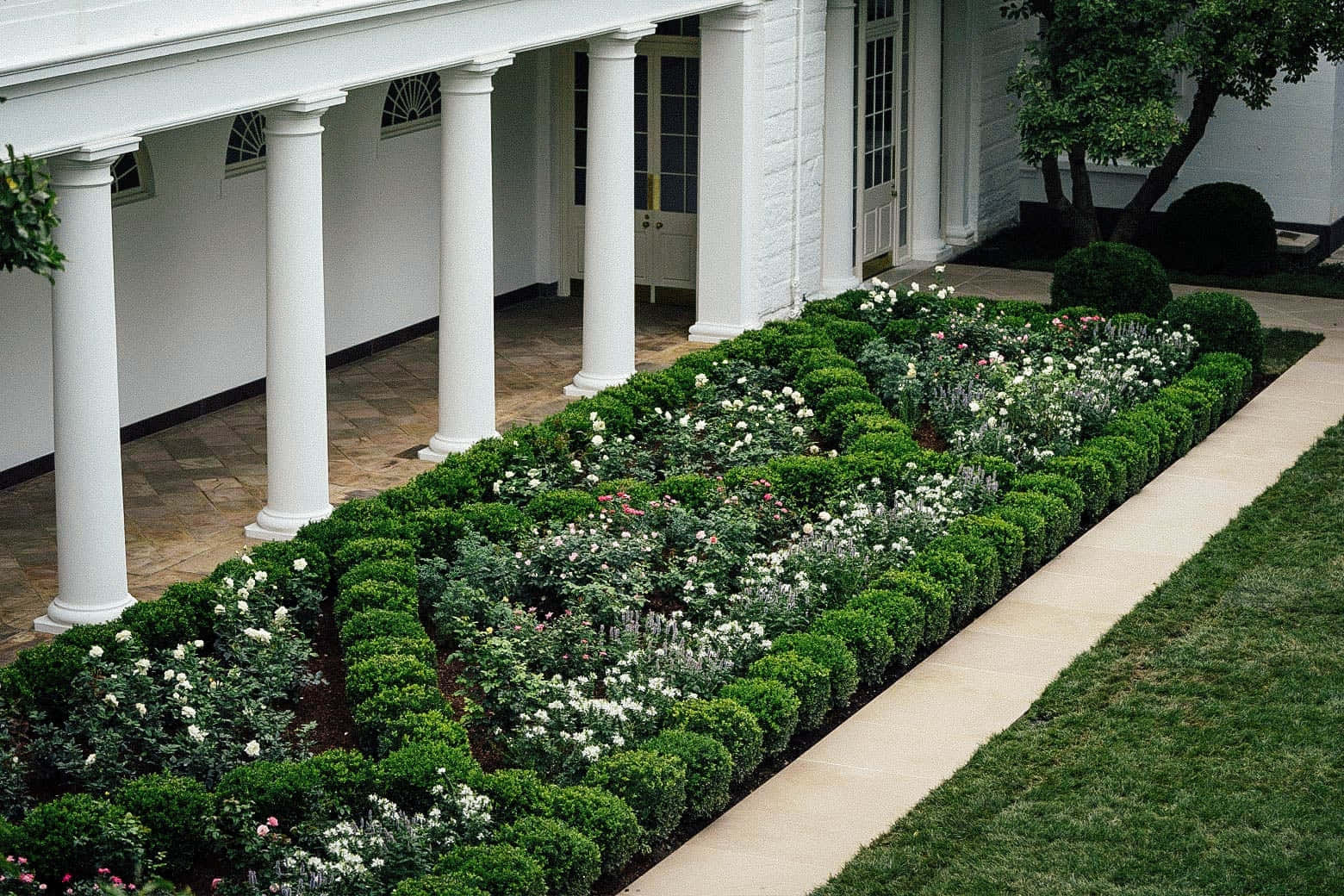 White House Rose Garden 桌布 壁紙 — 一座莊嚴建築物的白色柱廊下，整齊修剪的樹籬和白色玫瑰盛開的正式花園。