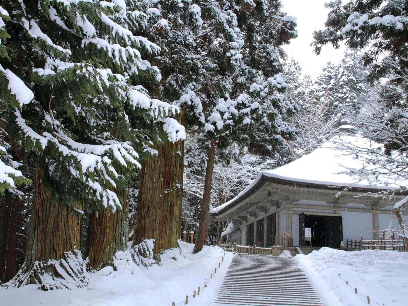 High Resolution Snow 桌布 壁紙 — 一座被雪覆蓋的傳統日本神社，坐落在高聳的常青樹之間，在明亮的冬日天空下。