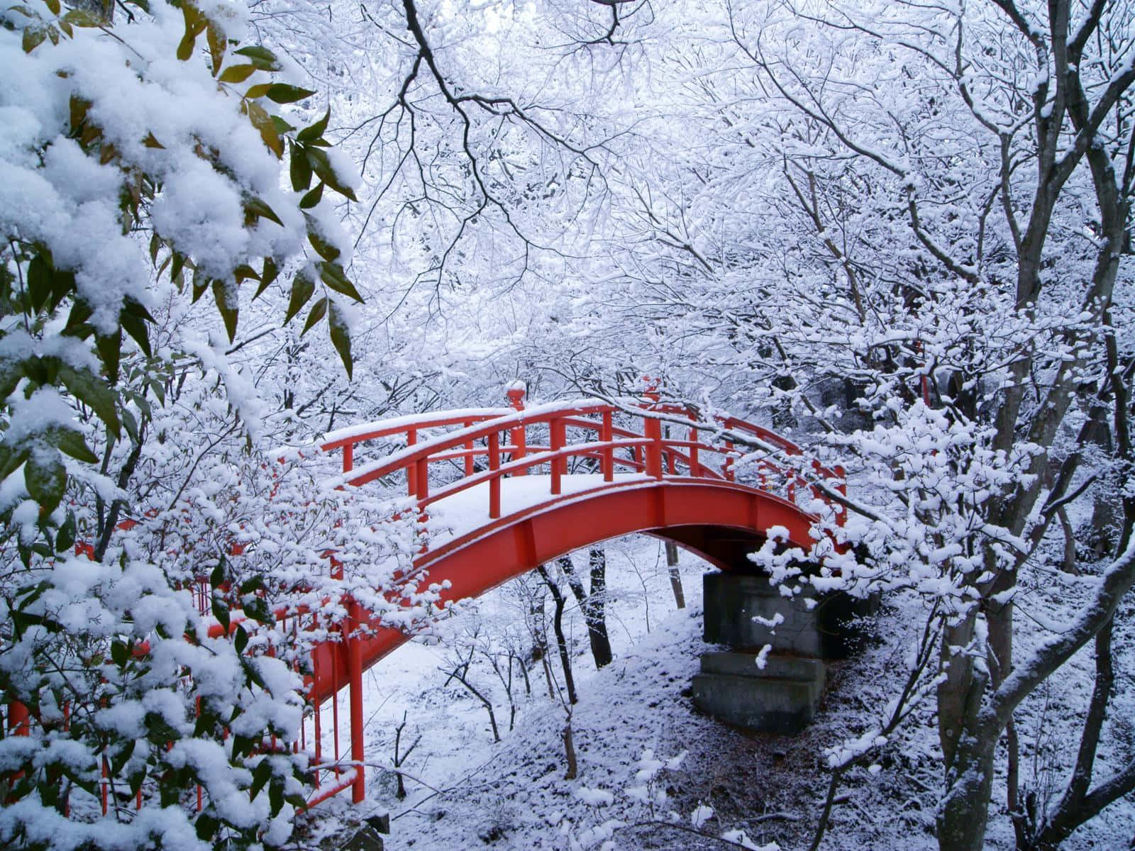 Bridgerton 桌布 壁紙 — 一座被雪覆蓋的鮮紅色拱橋橫跨在寧靜的冬季森林上，樹木光禿，樹枝上掛滿積雪。
