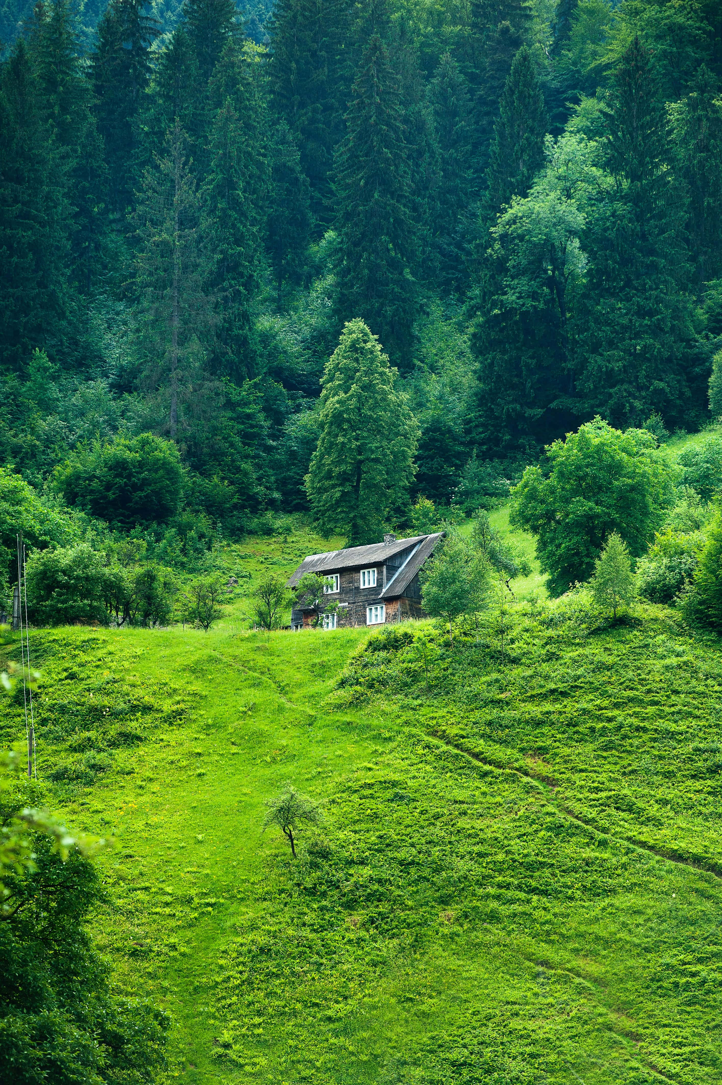 Nature Green 桌布 壁紙 — 一座質樸的木屋坐落在充滿活力的綠色山坡上，周圍是茂密的常綠森林。