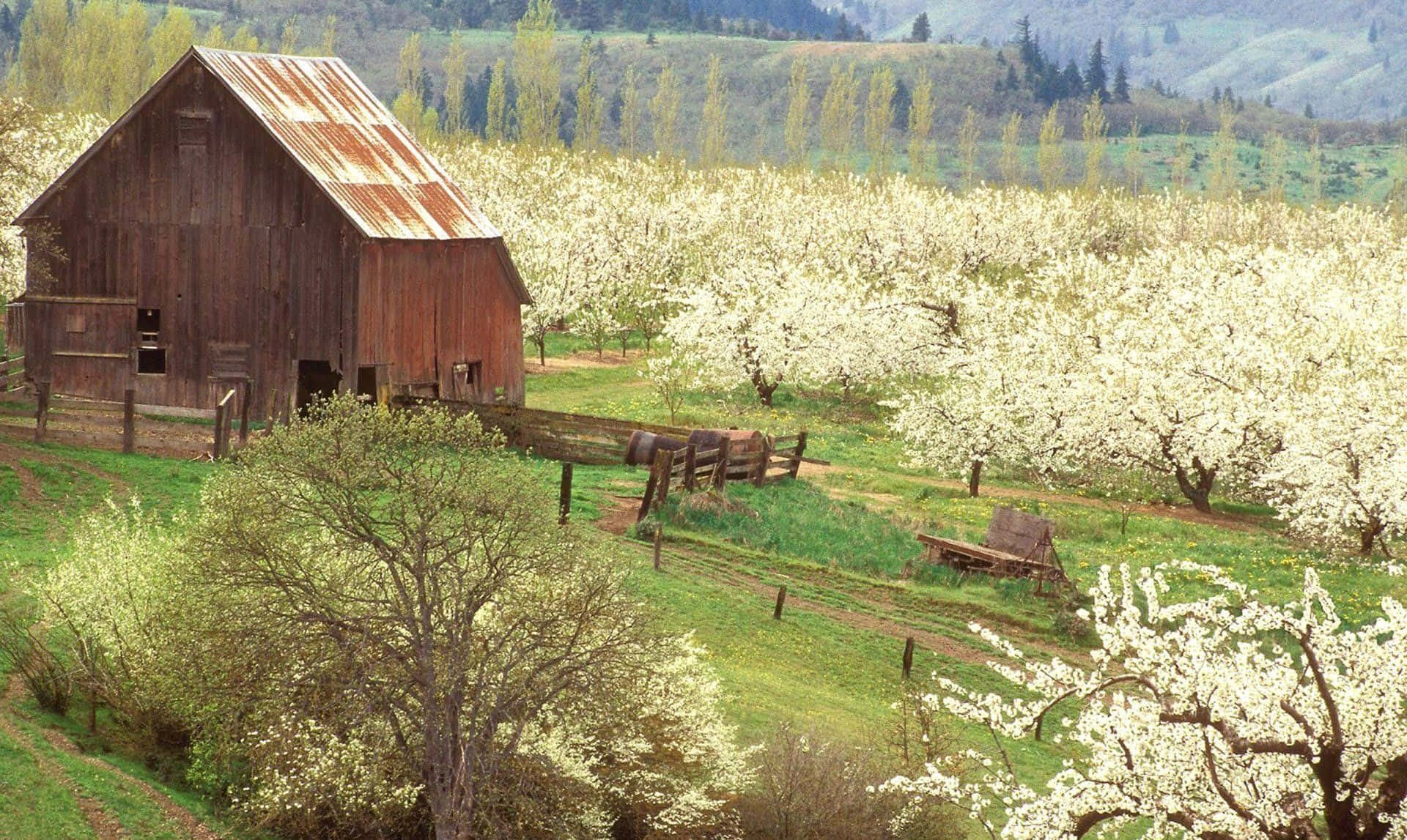 Spring Fields 桌布 壁紙 — 一座質樸的木製穀倉矗立在盛開白花的果園旁，柔和春天下。