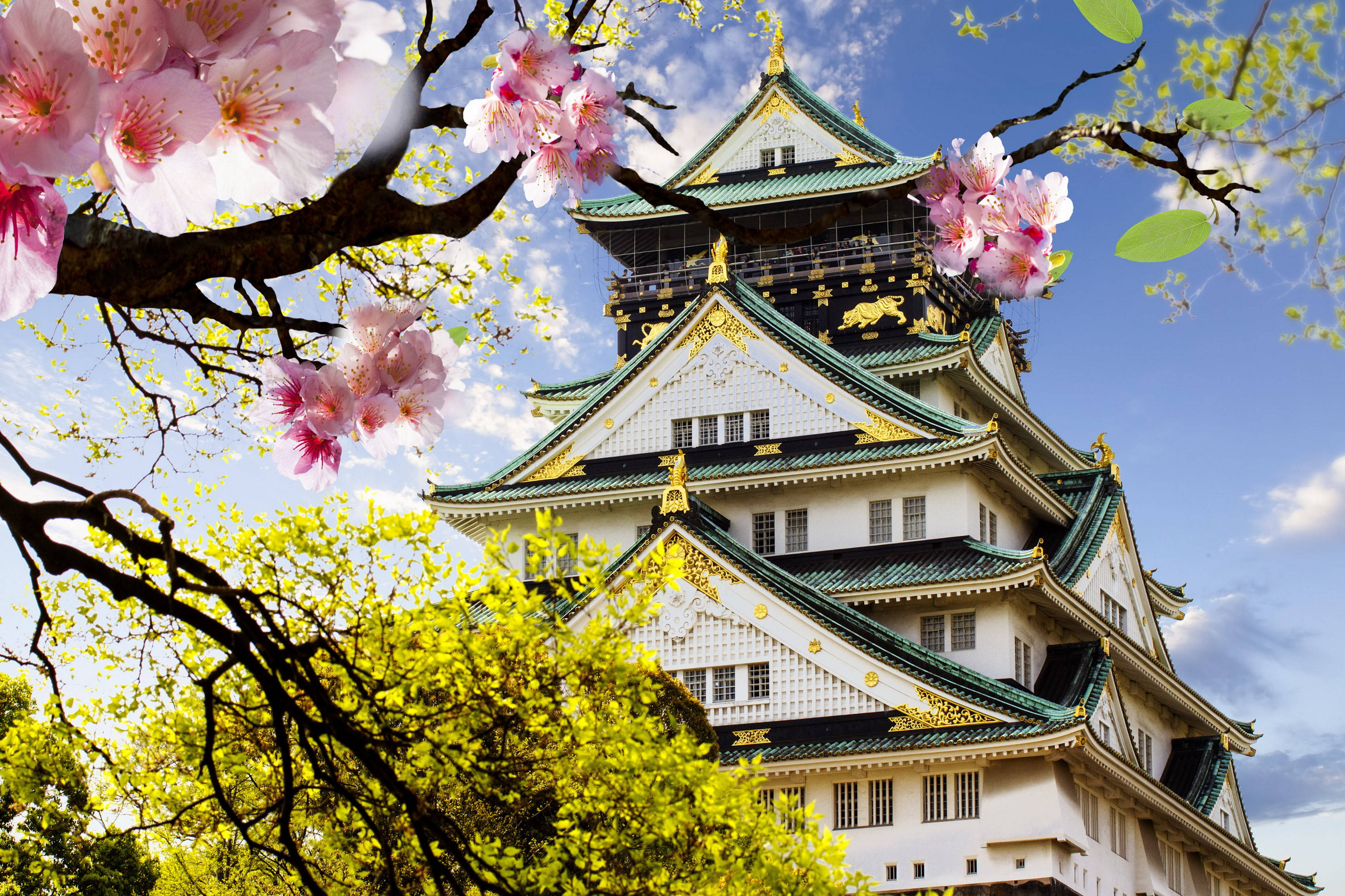 Osaka Castle 桌布 壁紙 — 一座雄偉的日本城堡，擁有綠色屋頂和金色點綴，在晴朗的藍天下盛開的粉紅櫻花後方聳立。